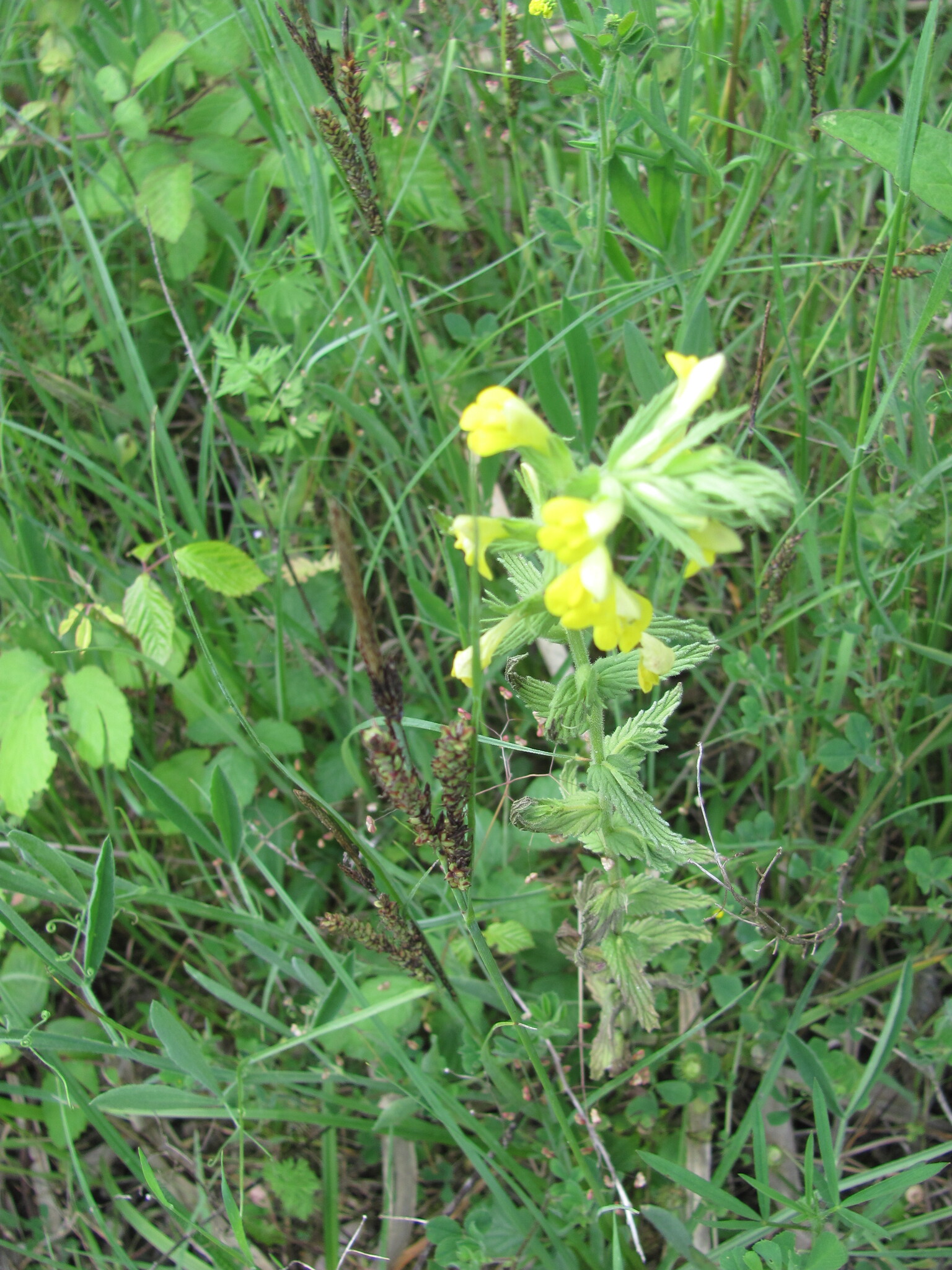 Photo of Yellow Glandweed (5/12)