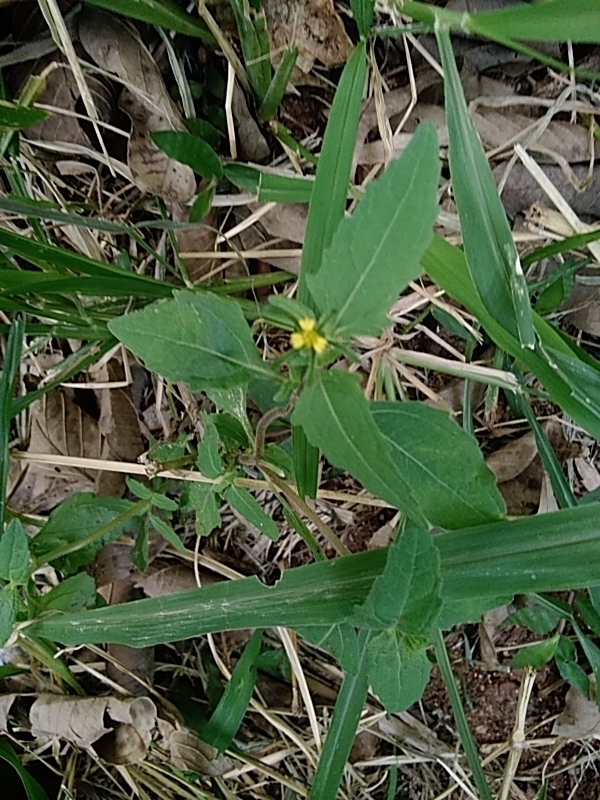 Photo of Nodeweed (3/12)