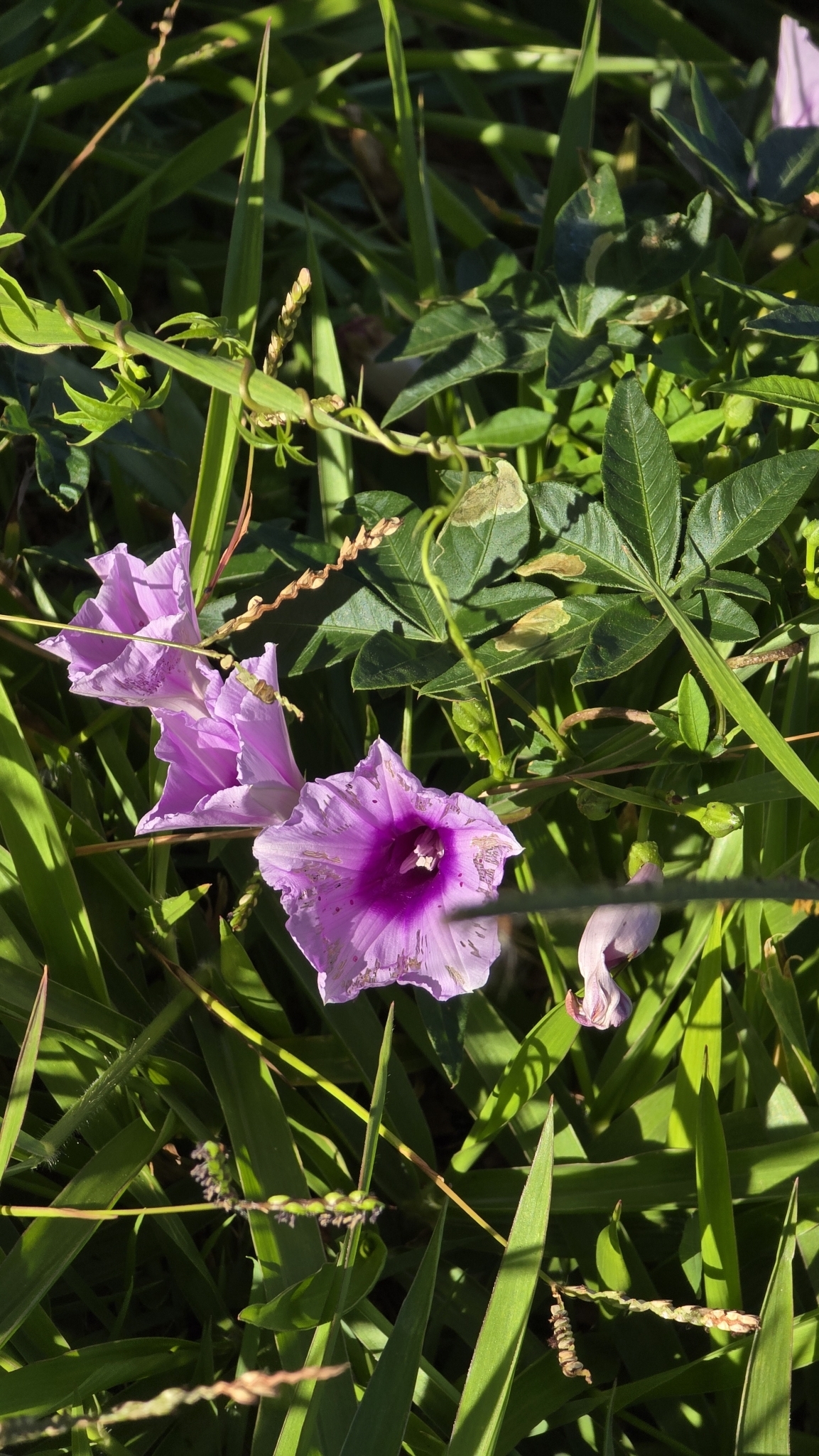 Photo of Mile-a-minute vine (2/12)