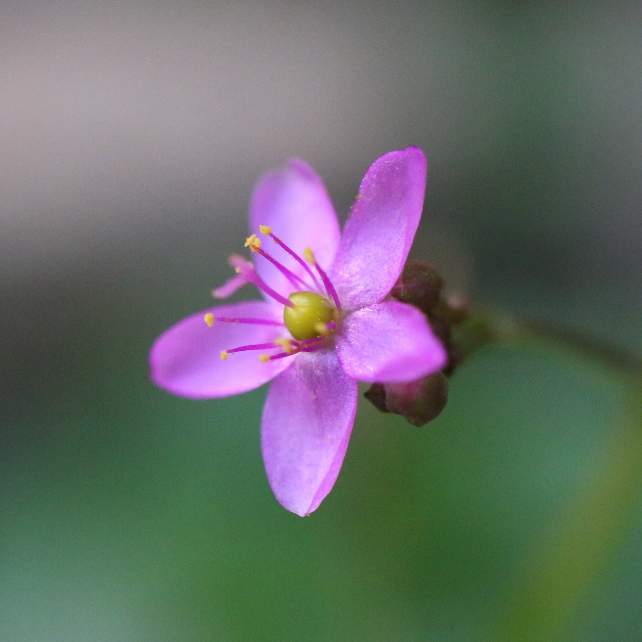 Photo of Jewels of Opar (3/5)