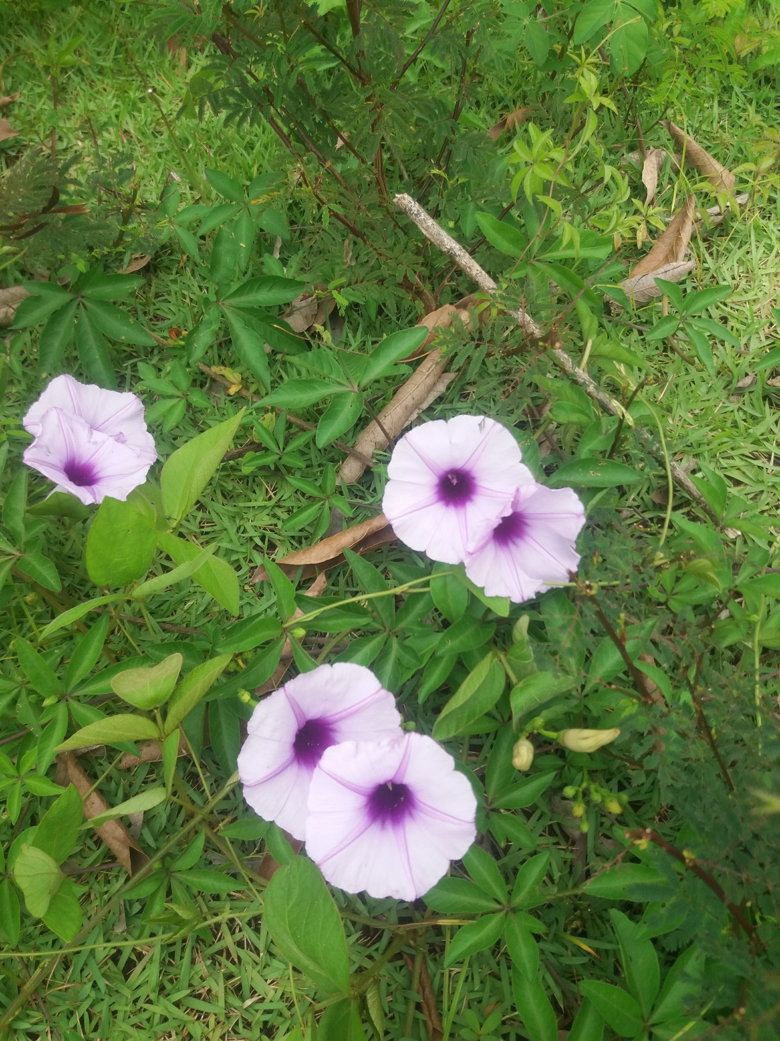 Photo of Mile-a-minute vine (9/12)