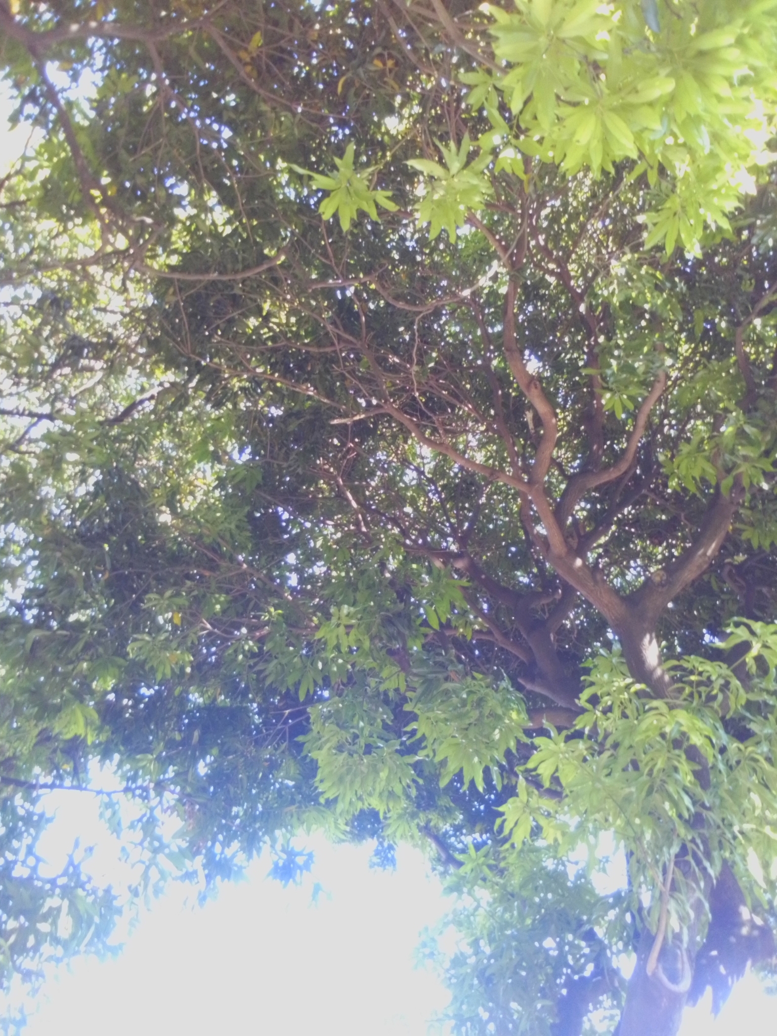 Photo of Indian mango (9/12)