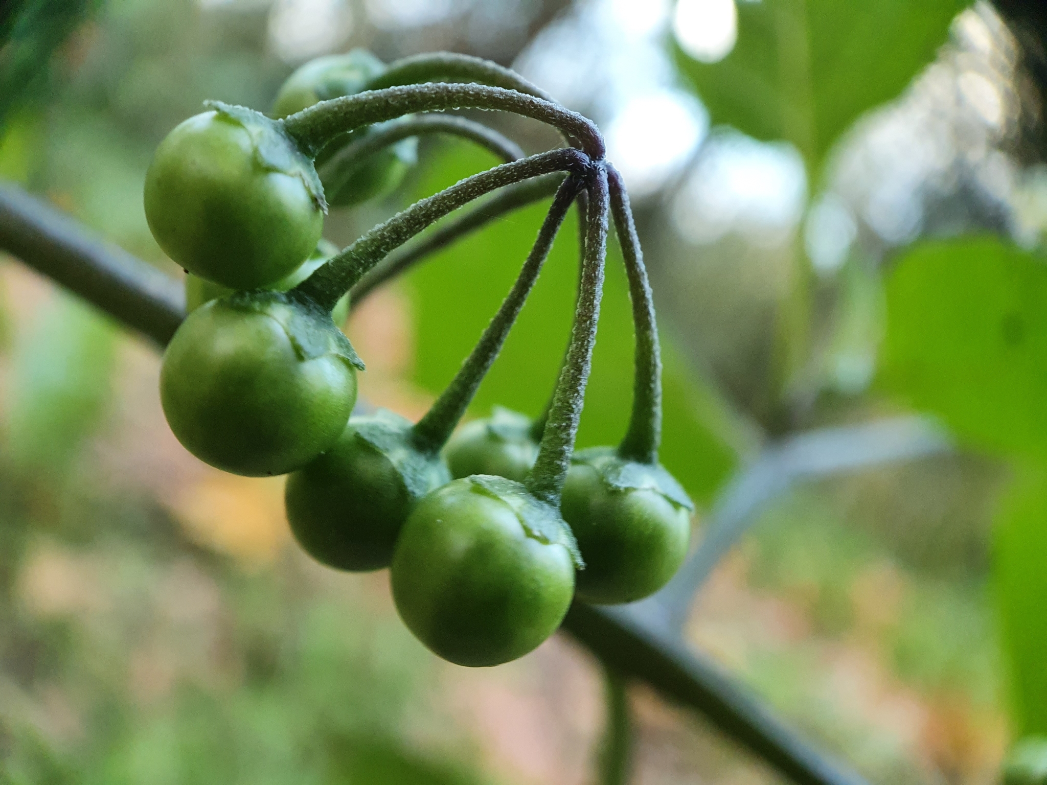 Photo of black nightshade (2/8)