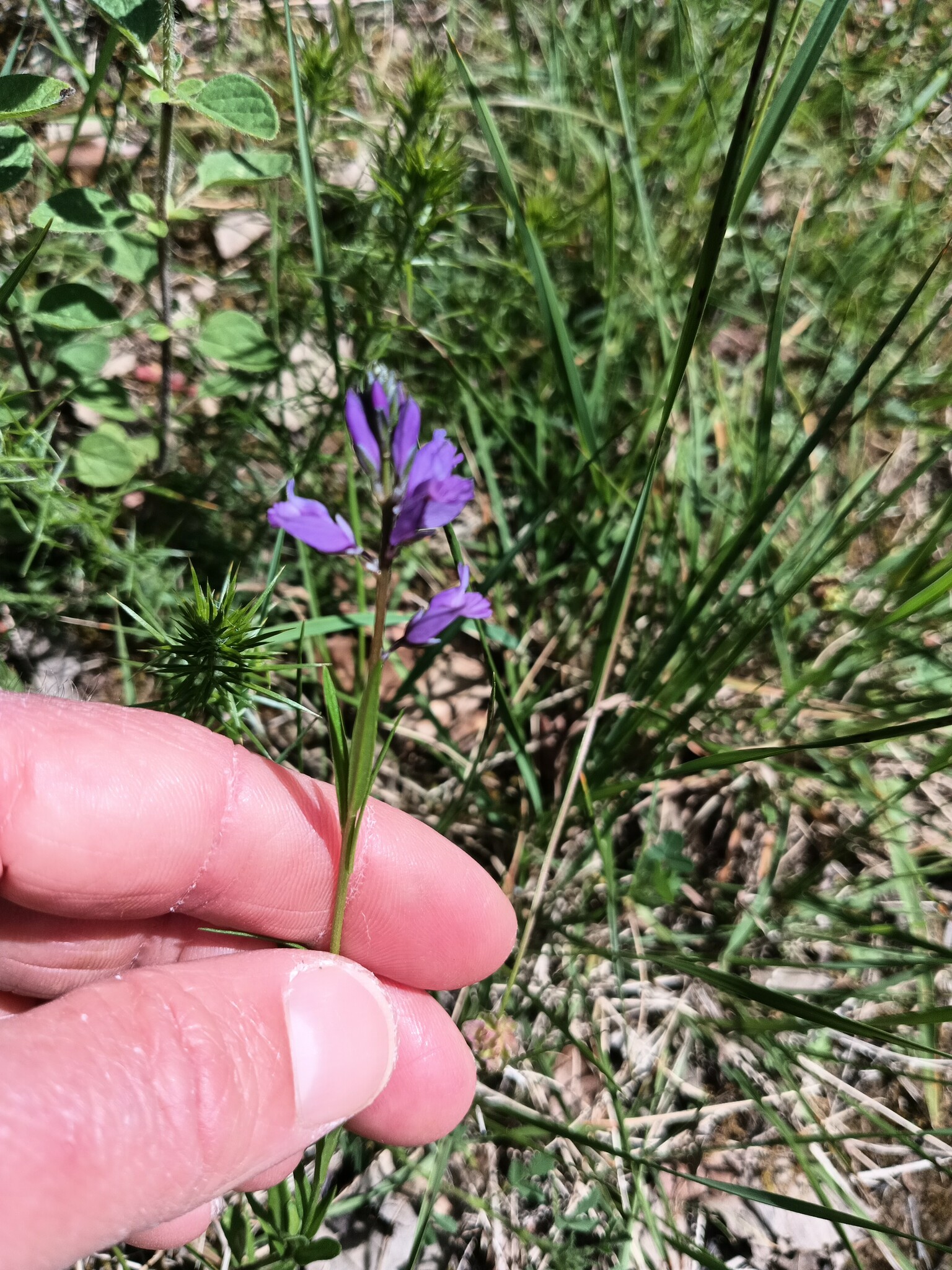 Photo of Common Milkwort (6/6)