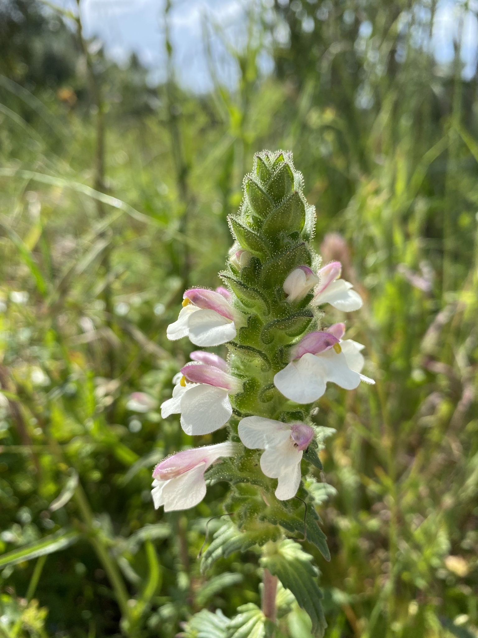 Photo of Mediterranean lineseed (4/10)