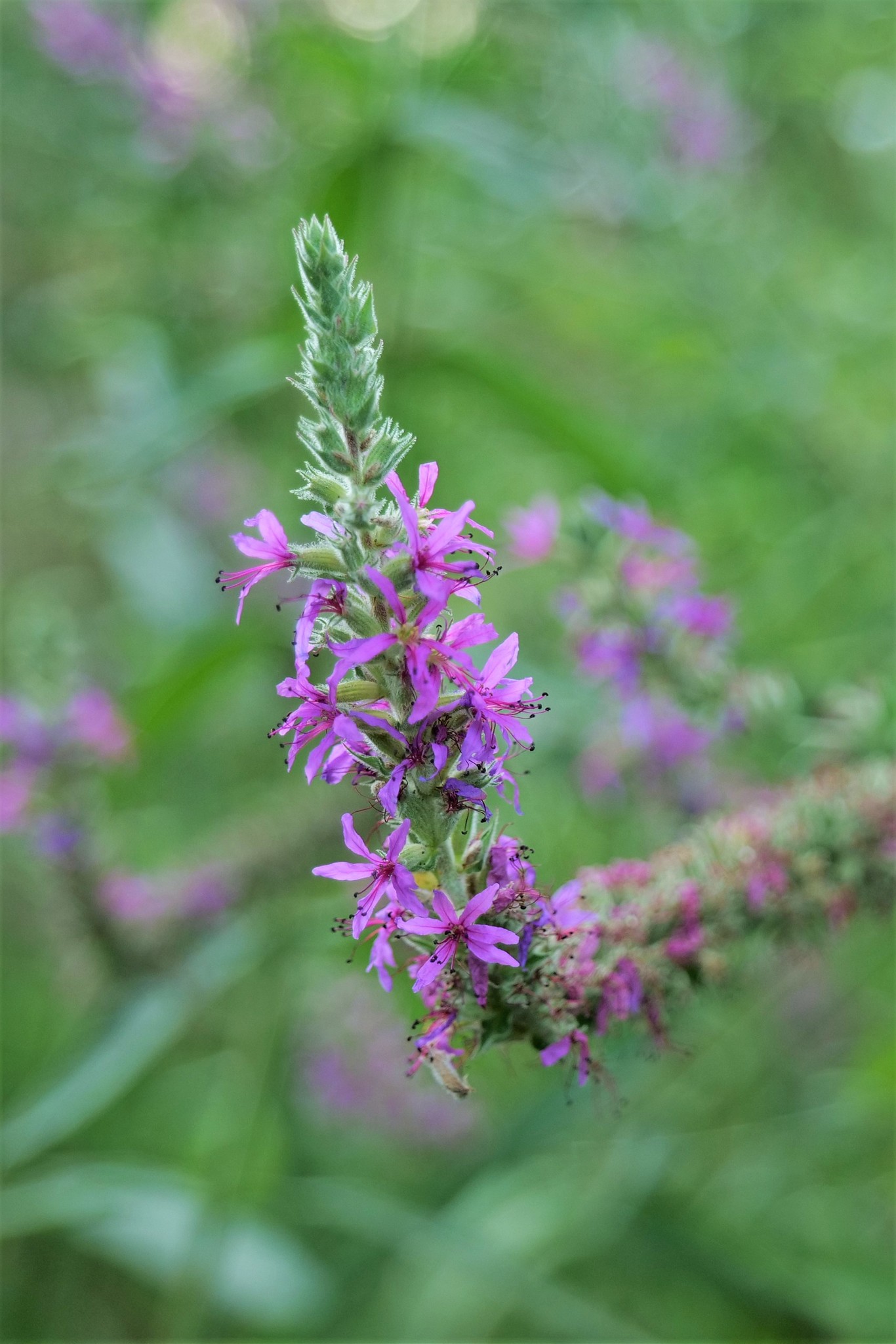 Photo of purple loosestrife (2/12)