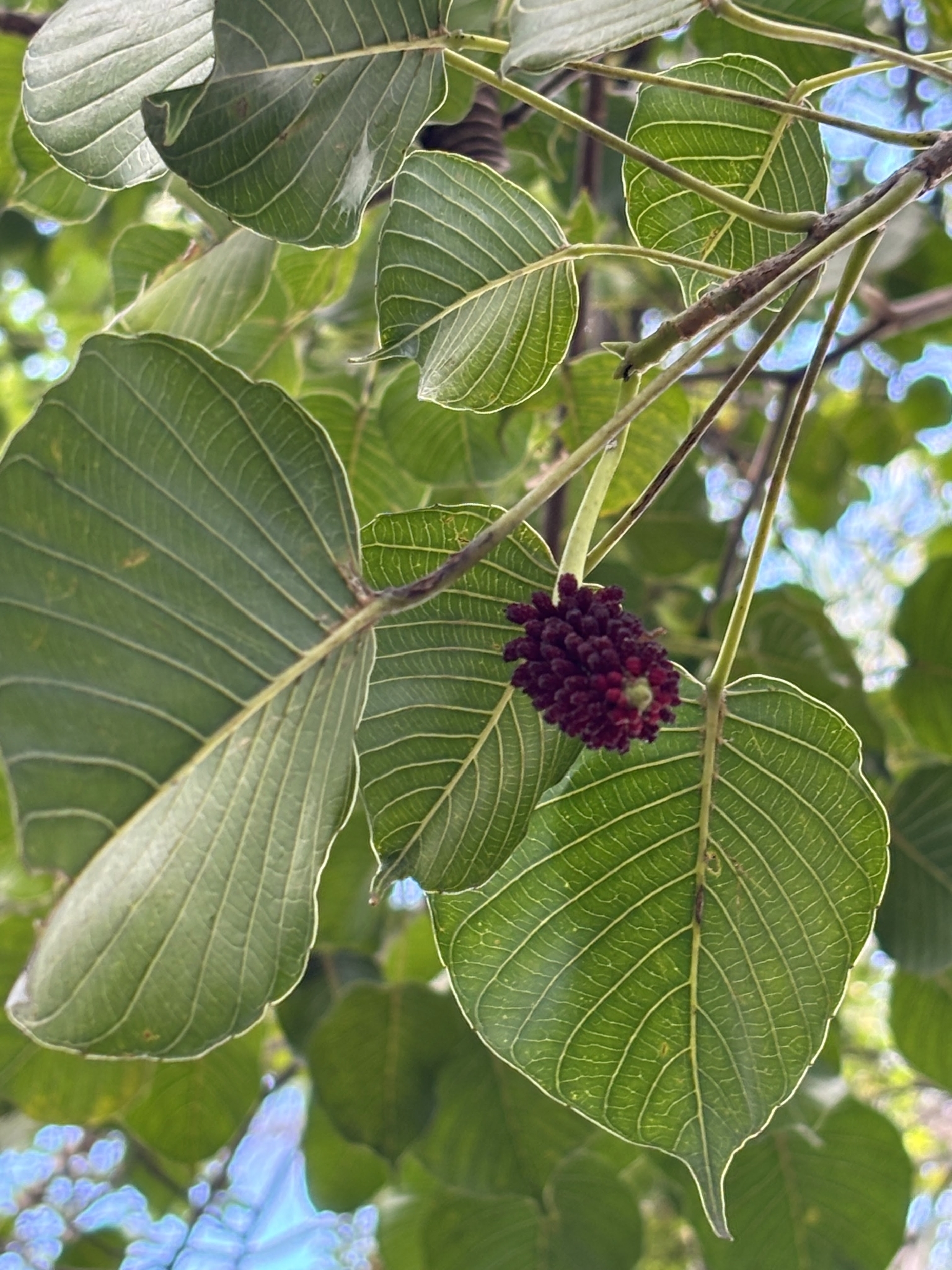 Photo of Sandbox Tree (1/6)