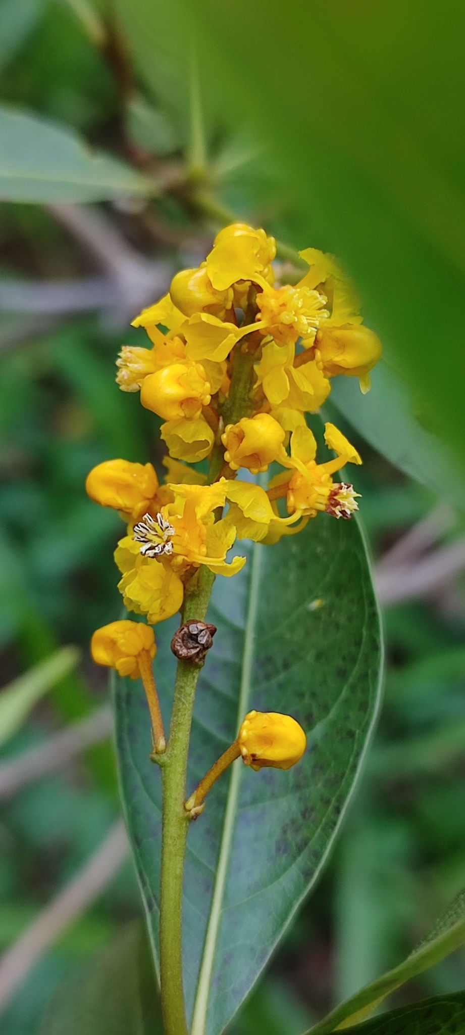 Photo of Byrsonima intermedia (6/11)