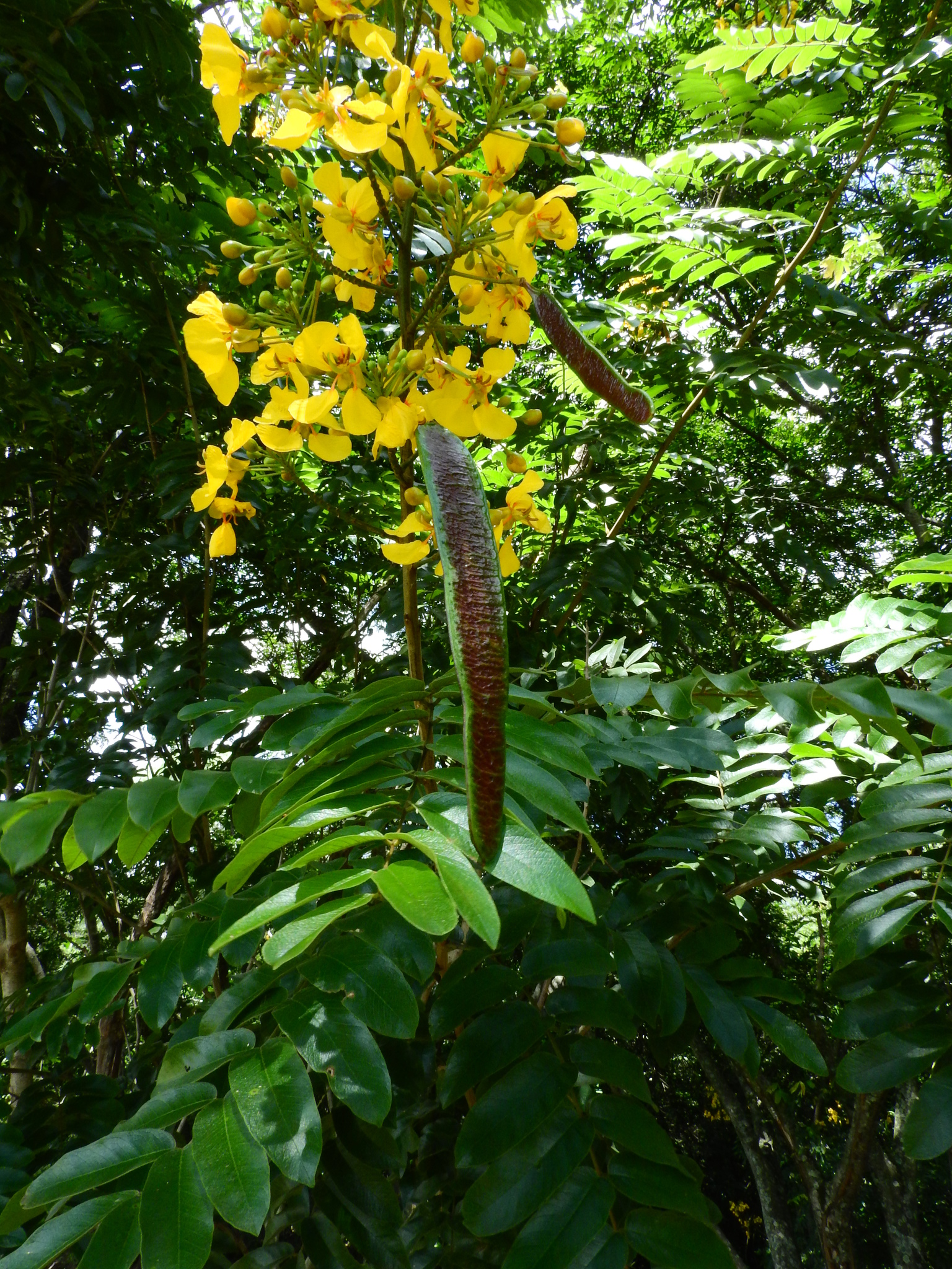 Photo of Senna silvestris (7/12)