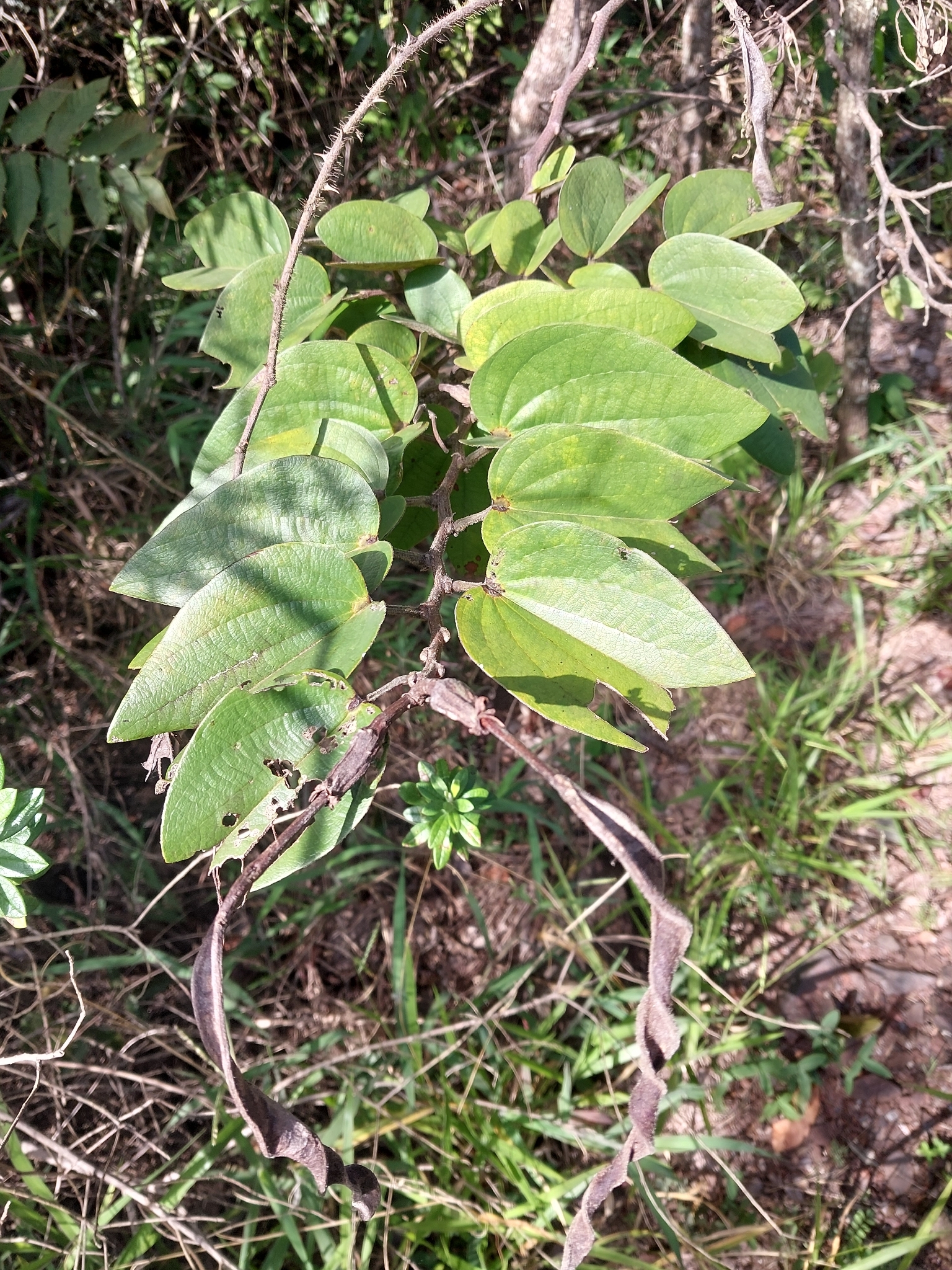 Photo of Bauhinia rufa (7/10)