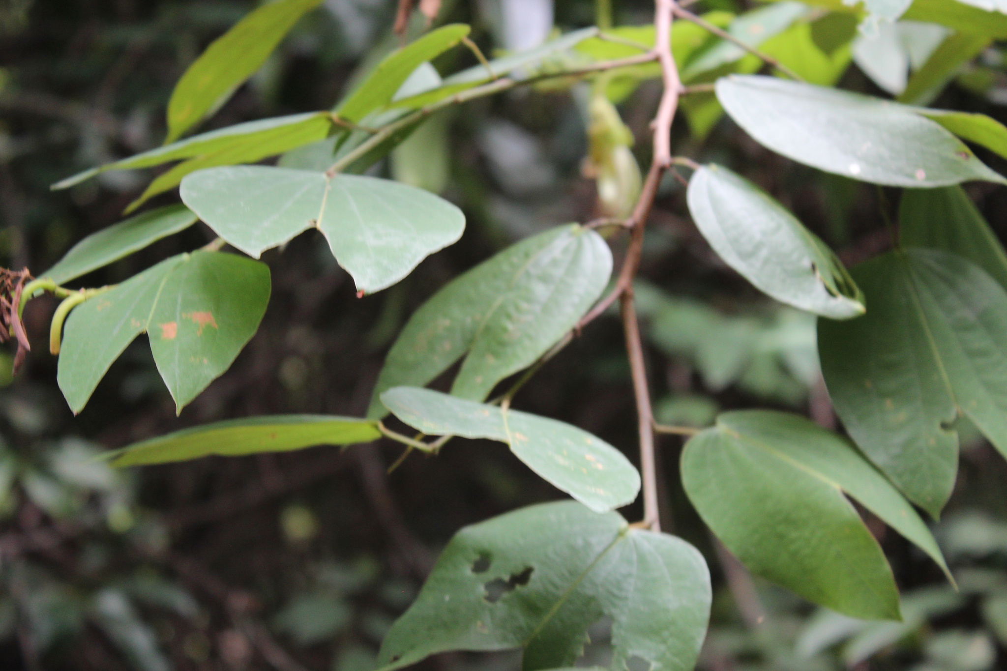 Photo of Bauhinia ungulata (4/9)