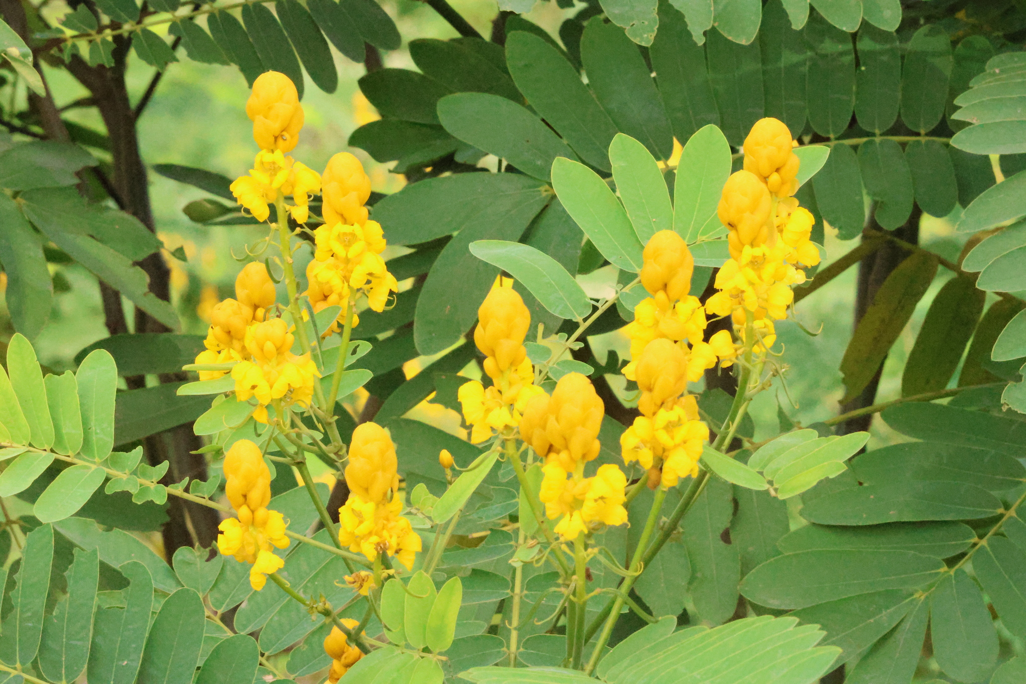 Photo of Candelabra Bush (2/6)
