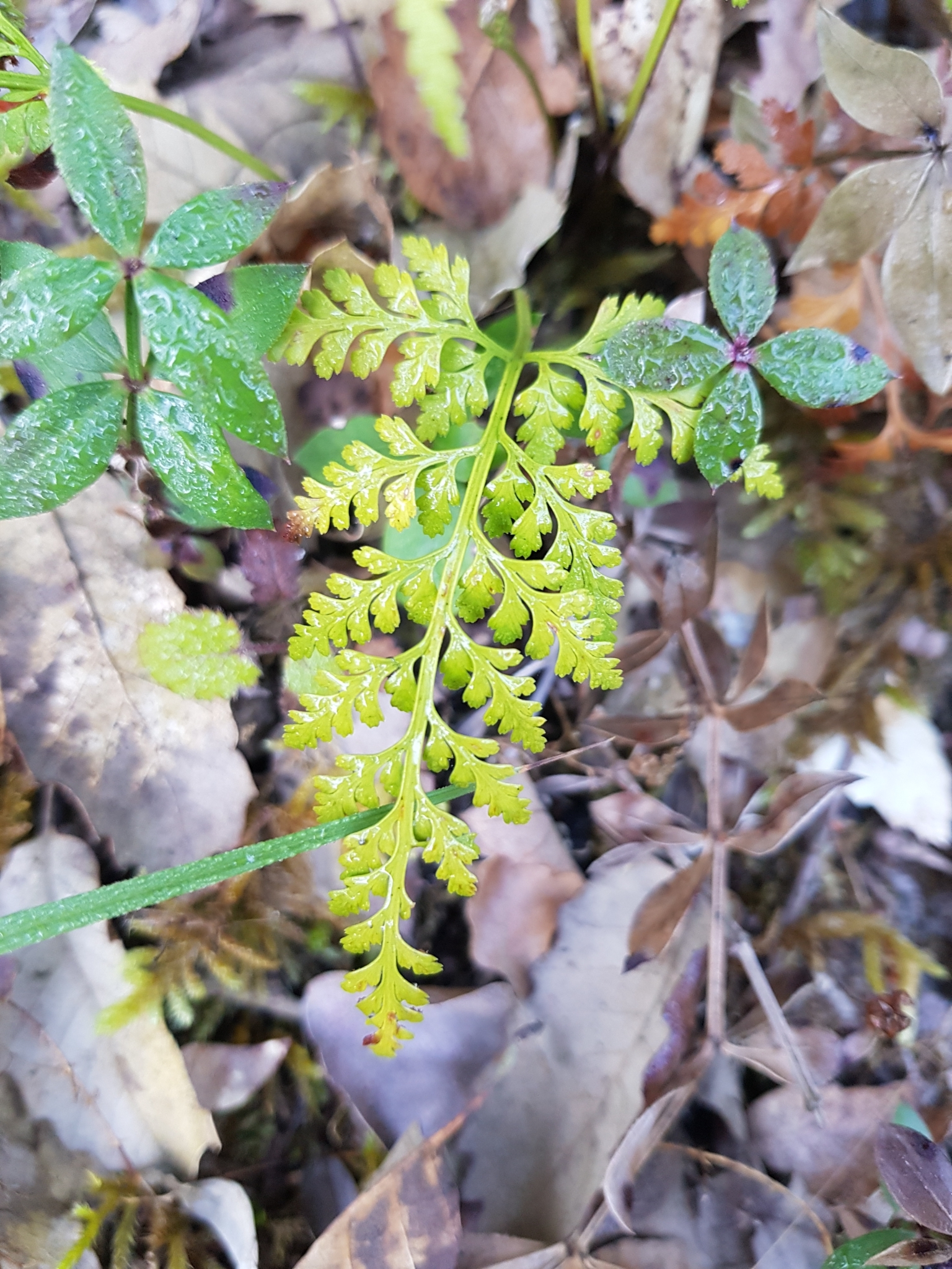 Photo of black spleenwort (4/6)