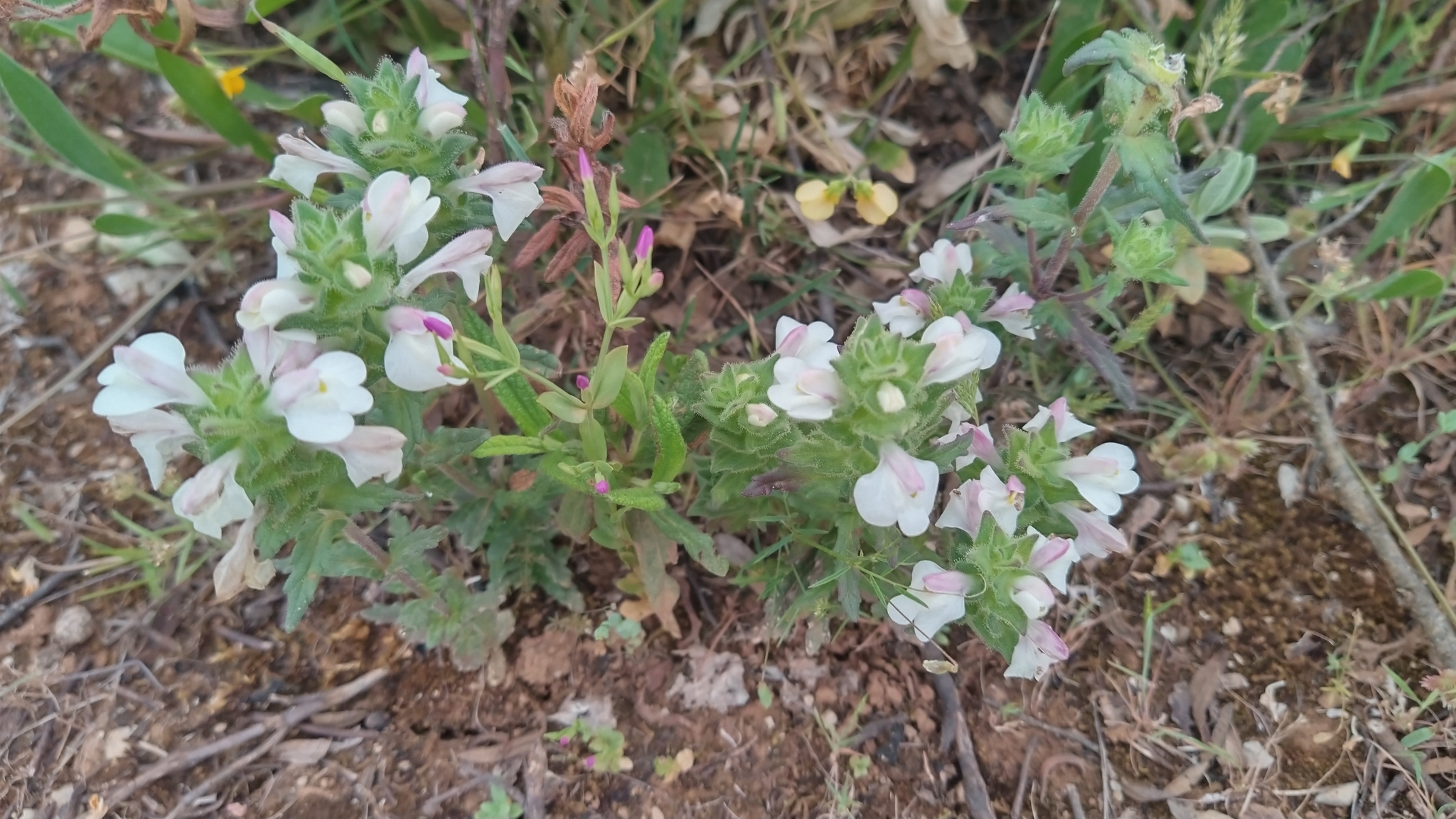 Photo of Mediterranean lineseed (1/10)