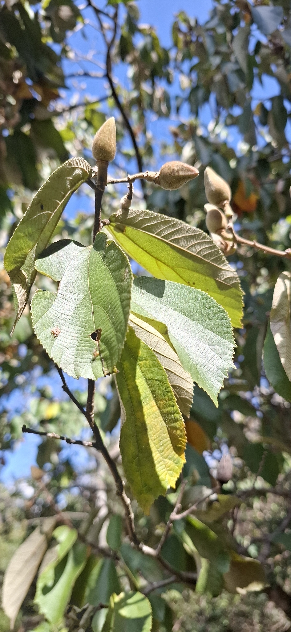 Photo of Luehea divaricata (4/12)