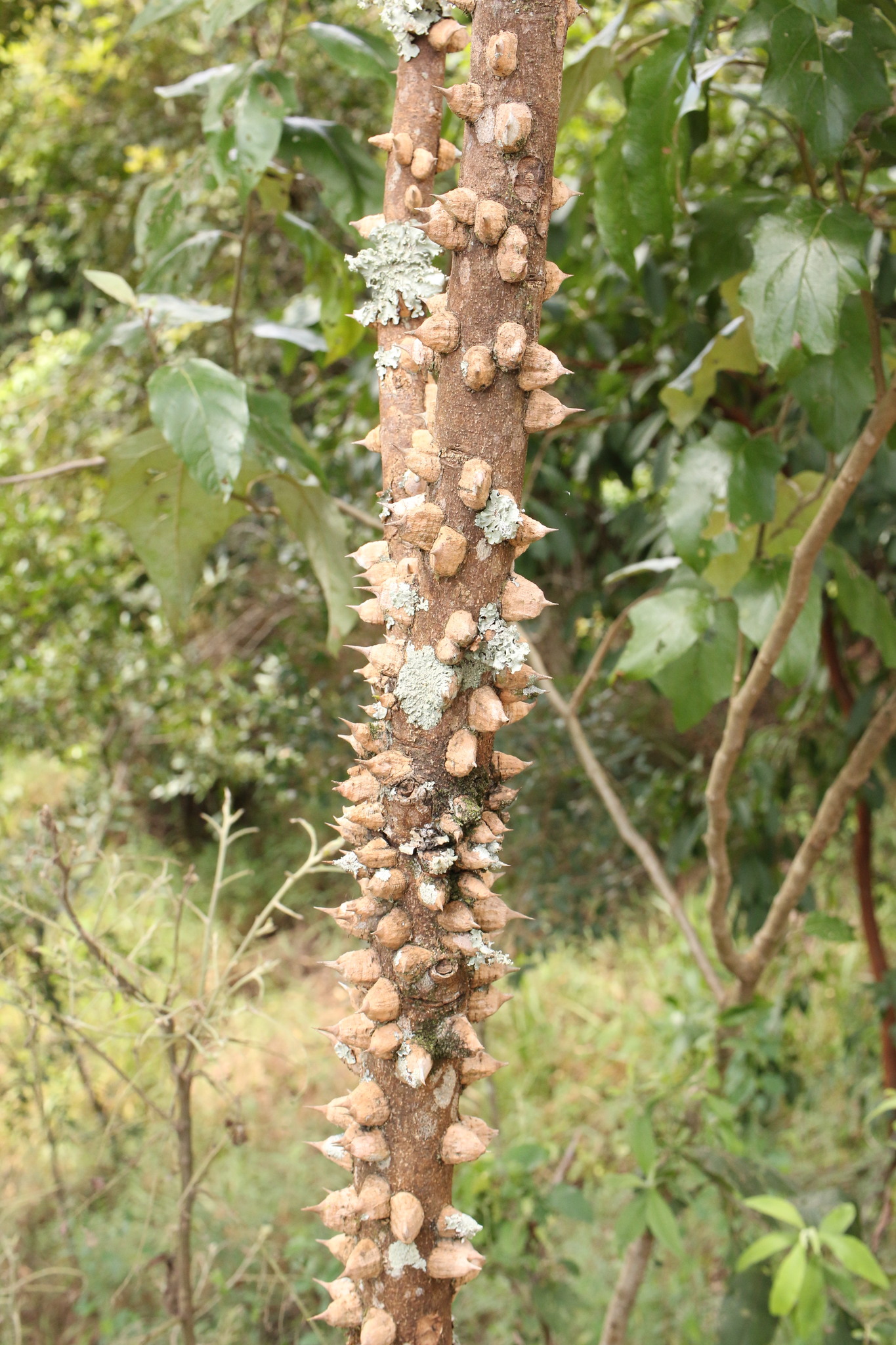Photo of Tambataru (1/8)