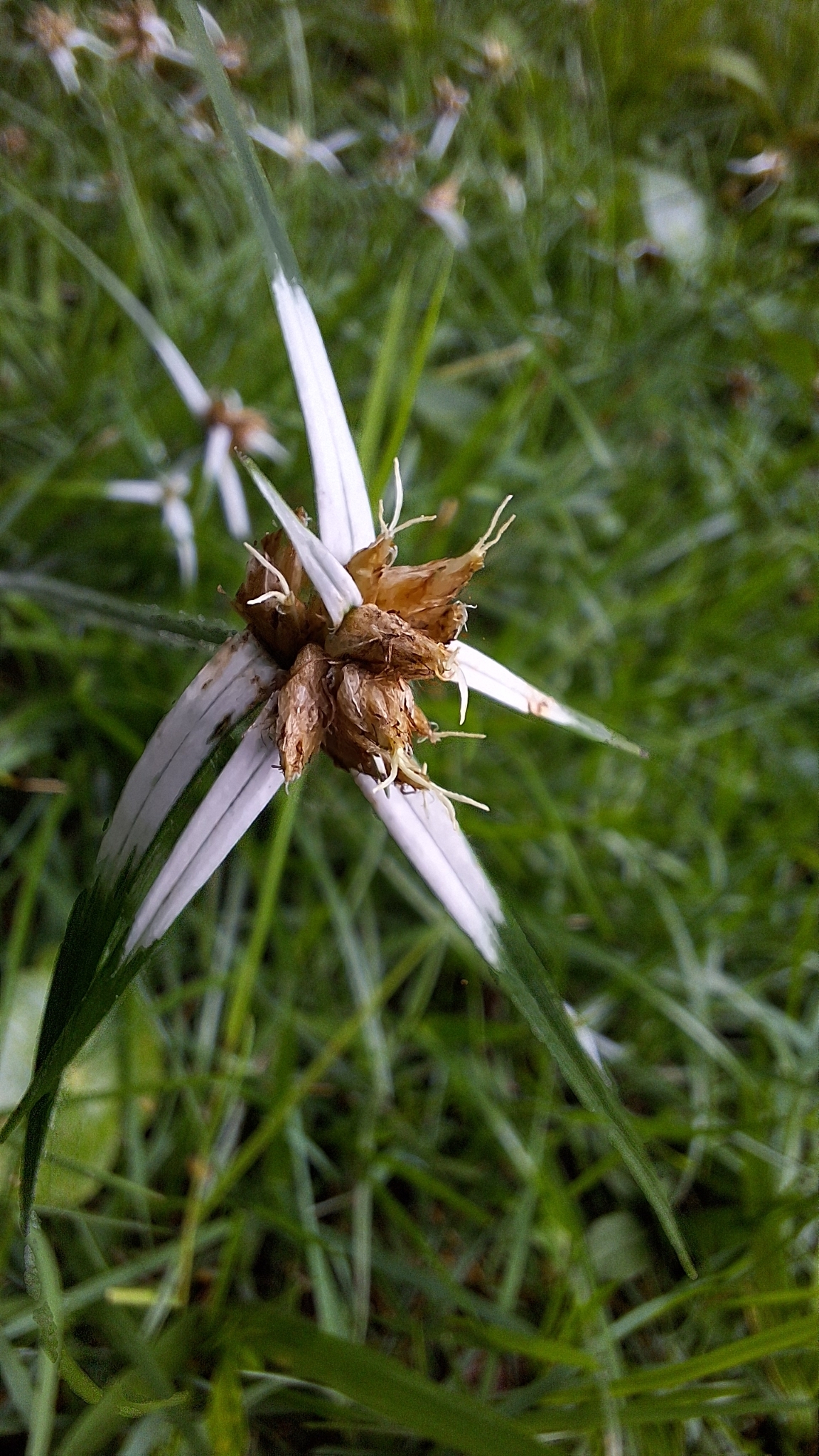 Photo of yerba de estrella (5/11)