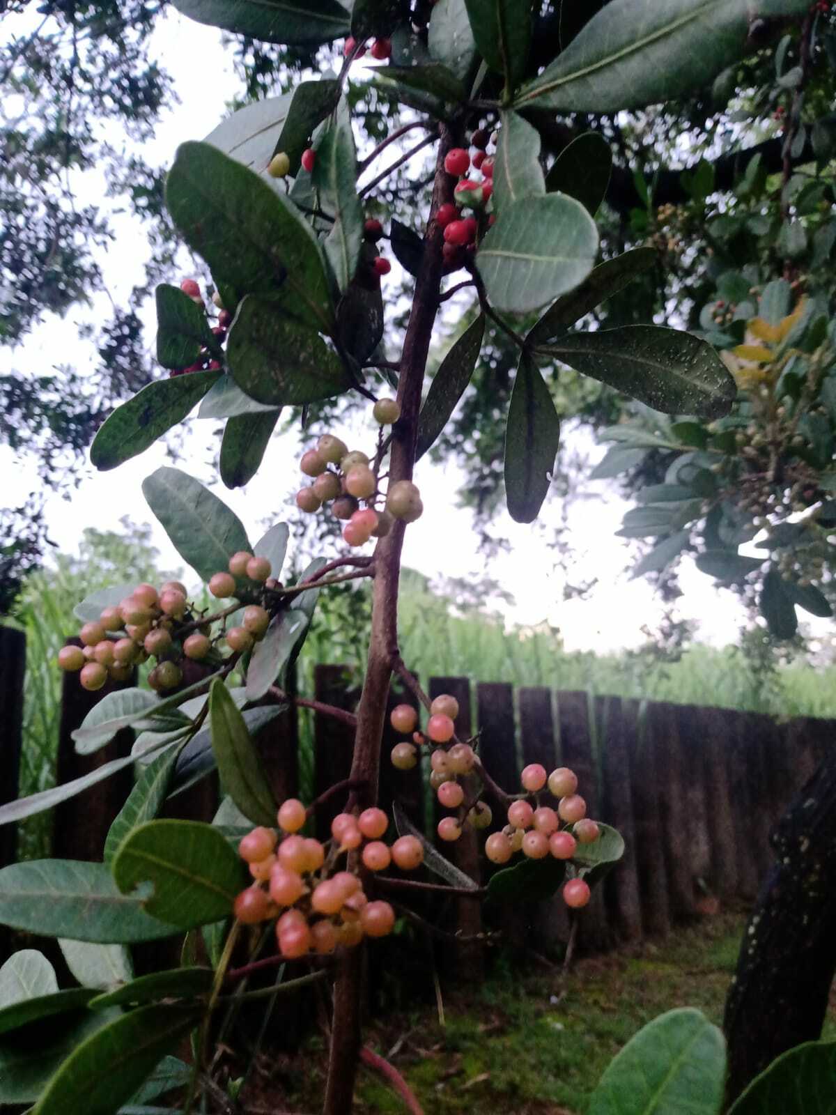 Photo of Brazilian pepper (11/12)