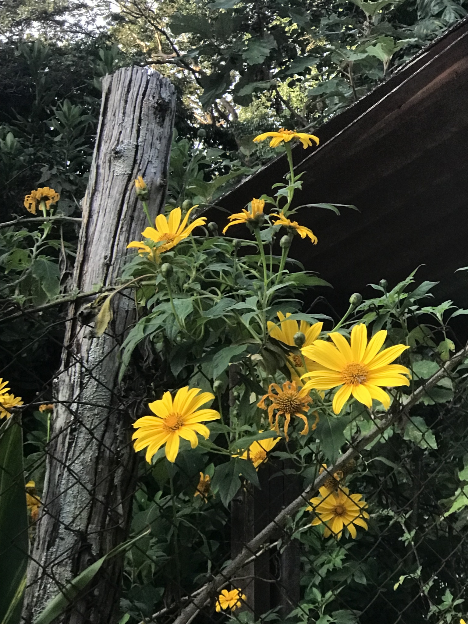 Photo of Mexican sunflower (5/9)