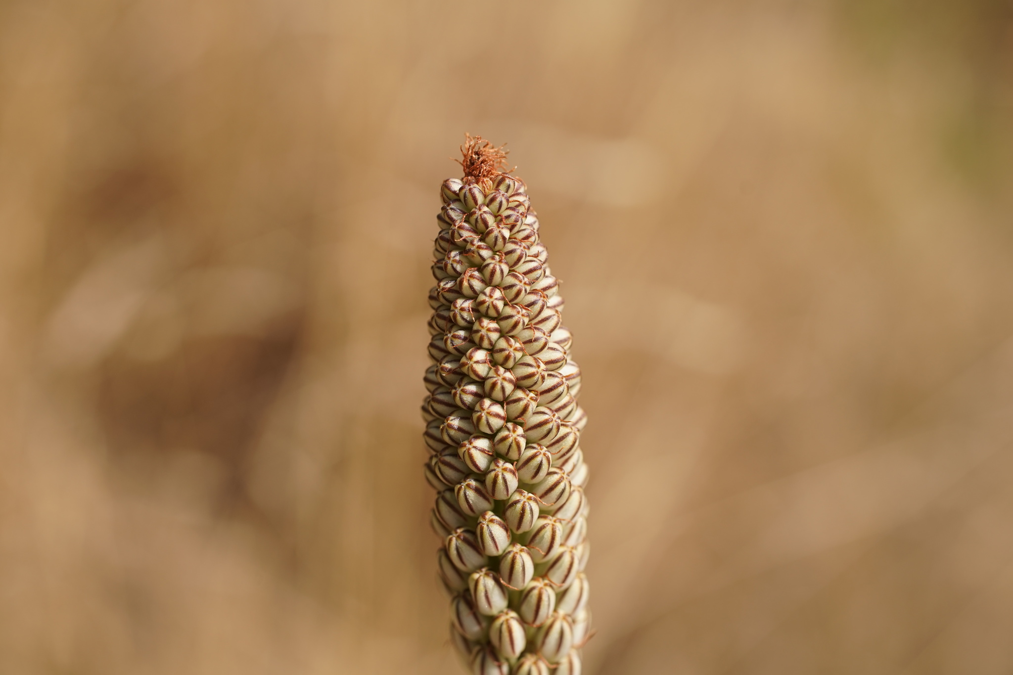 Photo of sea squill (4/10)