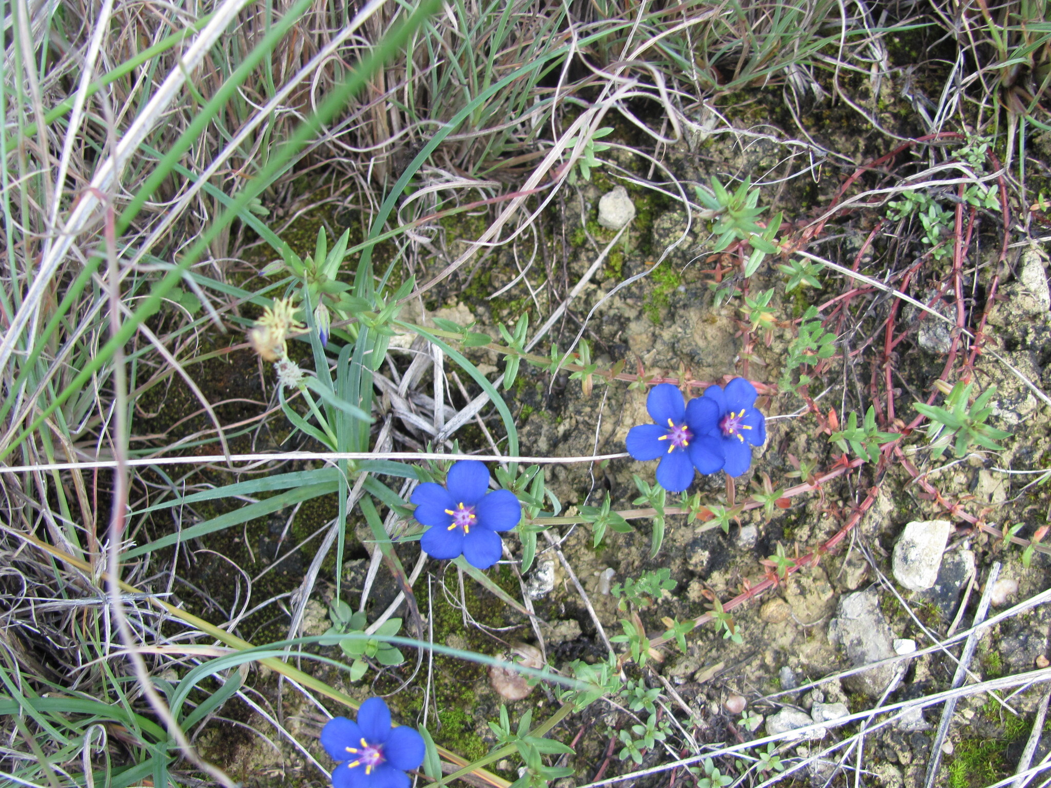 Photo of Flax-leaved Blue Pimpernel (4/12)