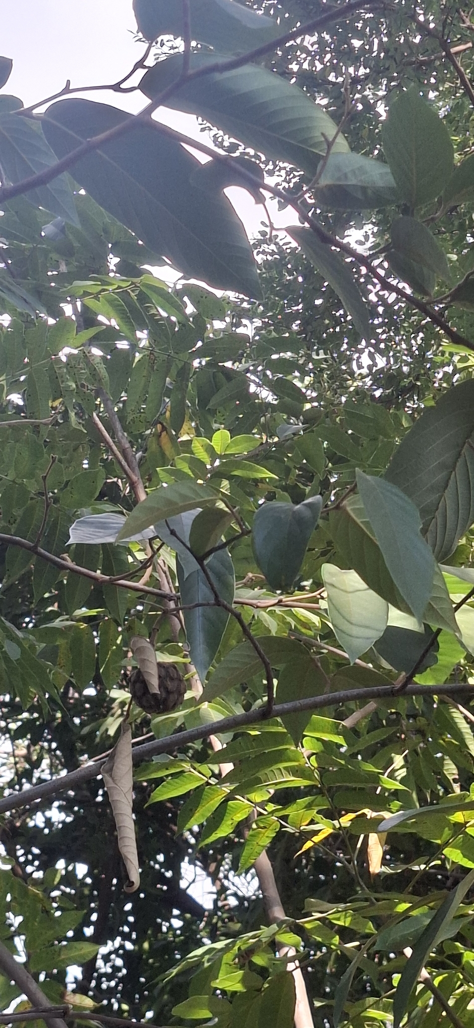 Photo of Annona sylvatica (6/12)
