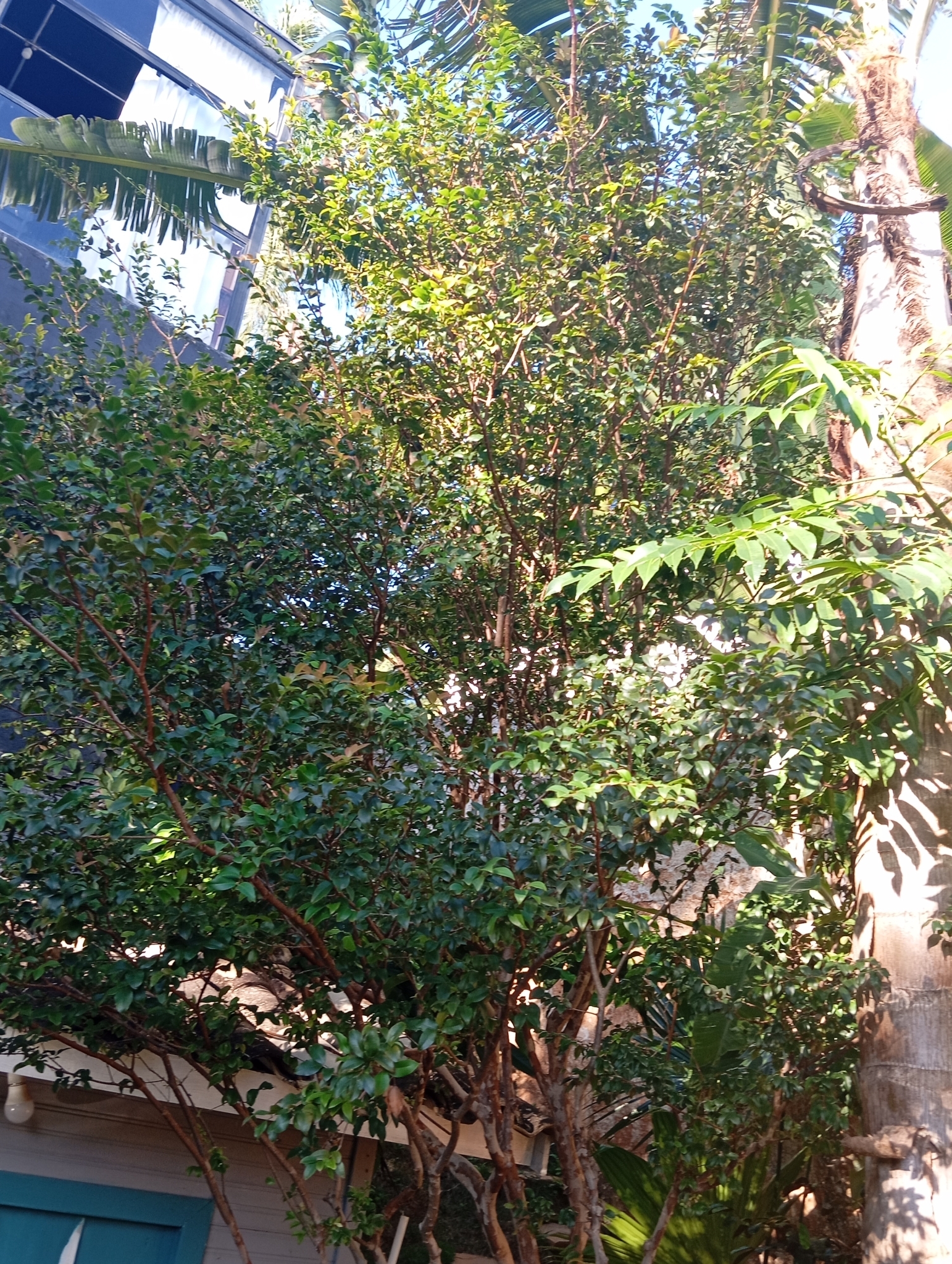 Photo of Jaboticaba (2/10)