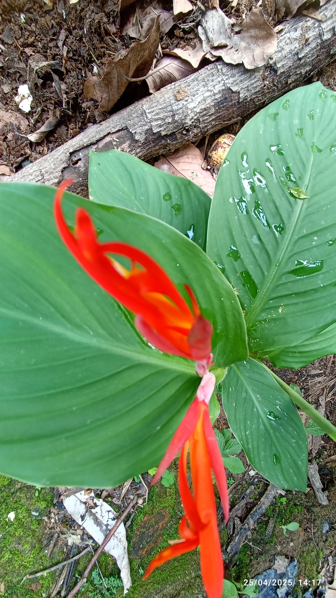 Photo of Indian shot (2/7)