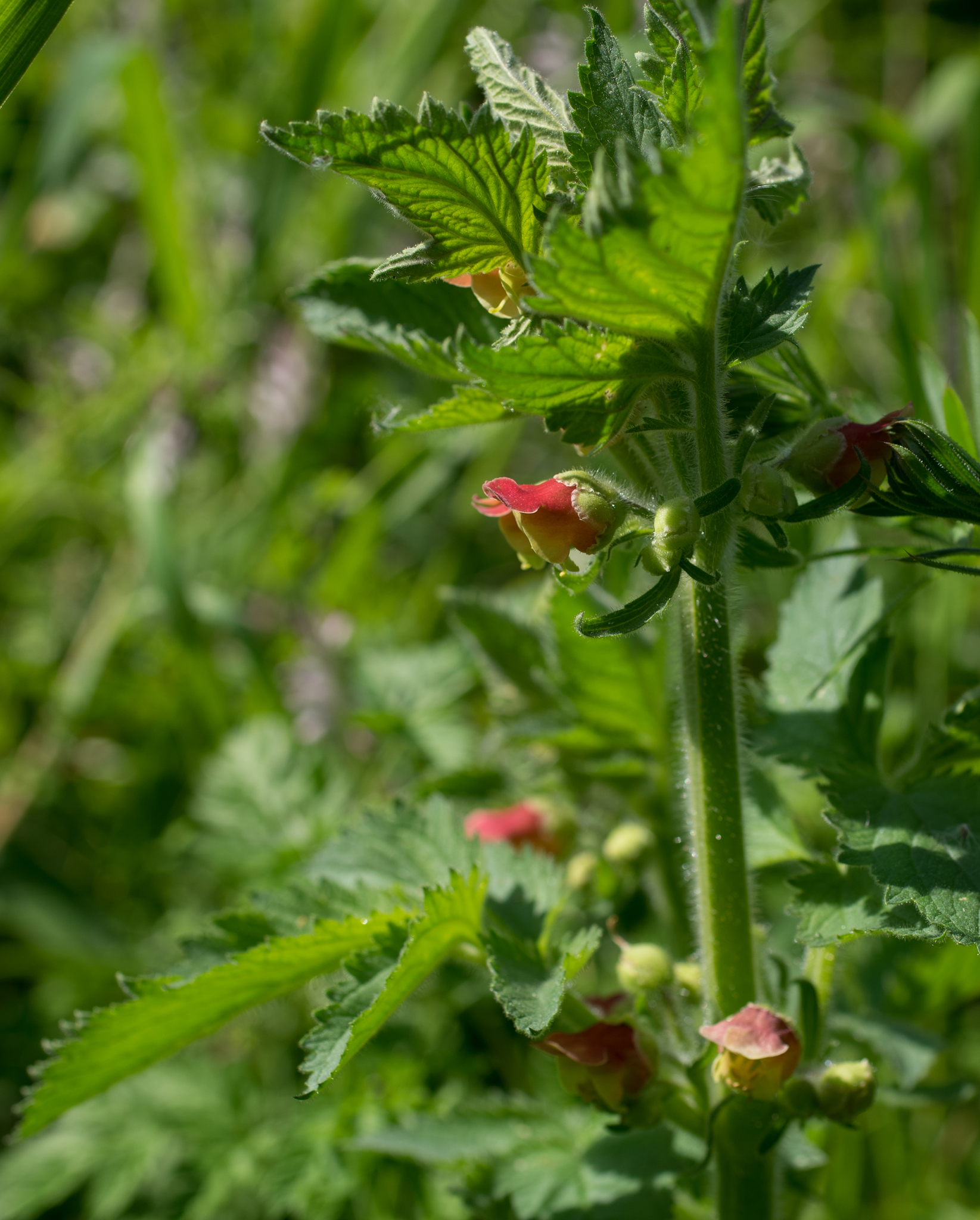Photo of Scrophularia grandiflora (11/12)