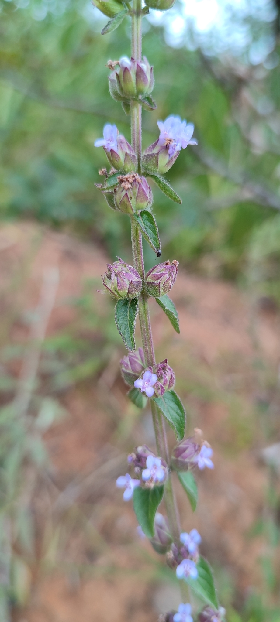 Photo of Oocephalus oppositiflorus (5/12)