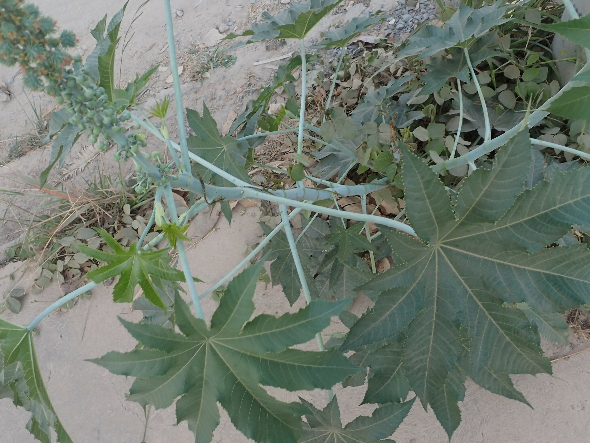 Photo of castor bean (2/12)