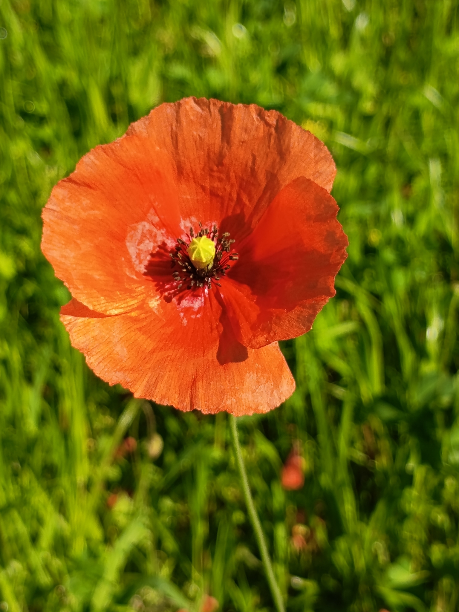 Photo of Long-headed poppy (4/12)