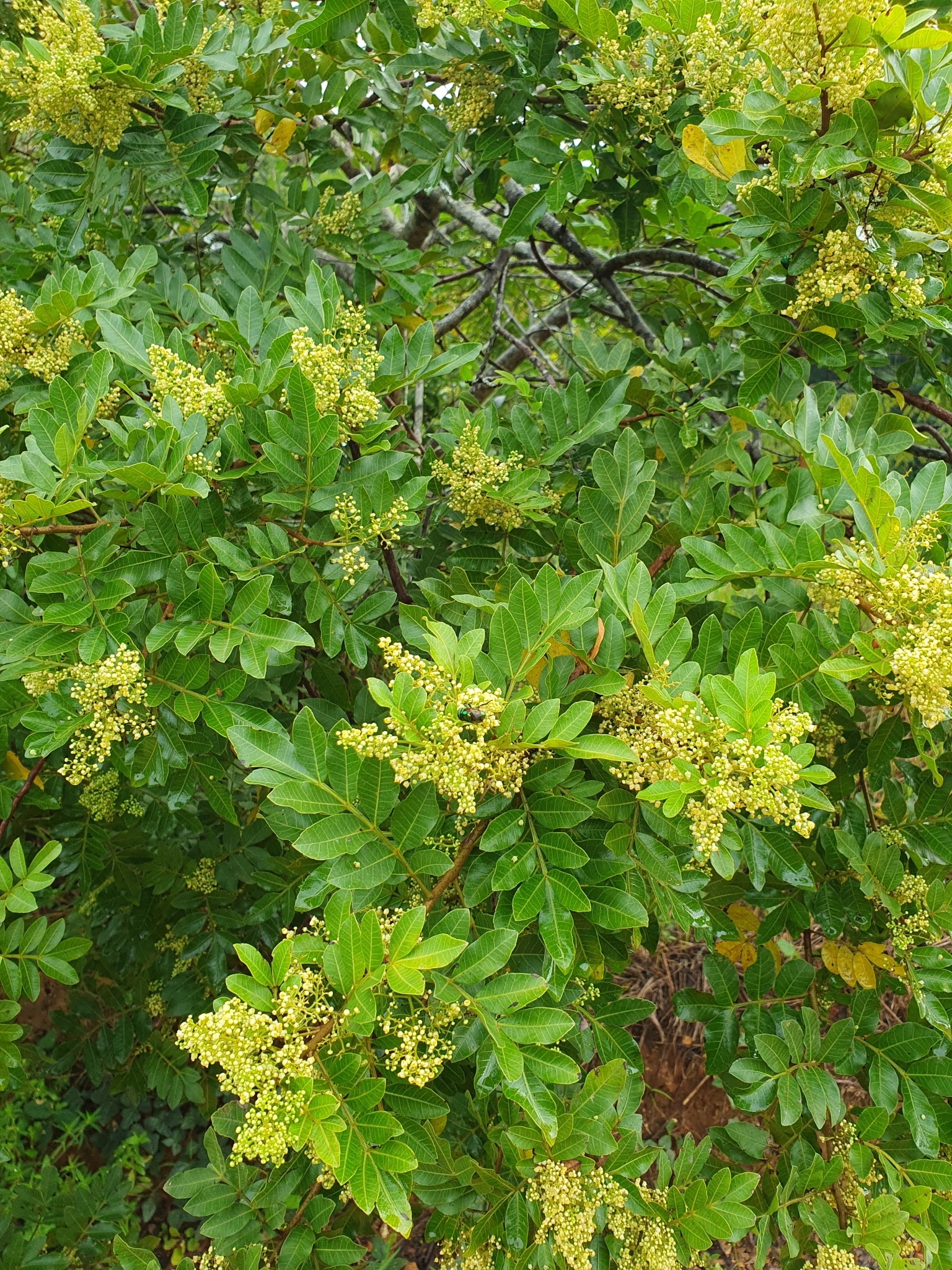 Photo of Brazilian pepper (3/12)