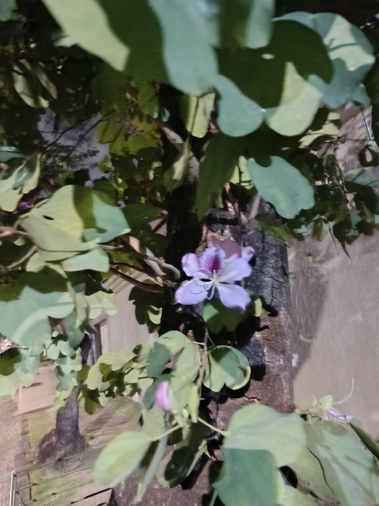Photo of Orchid tree (7/7)