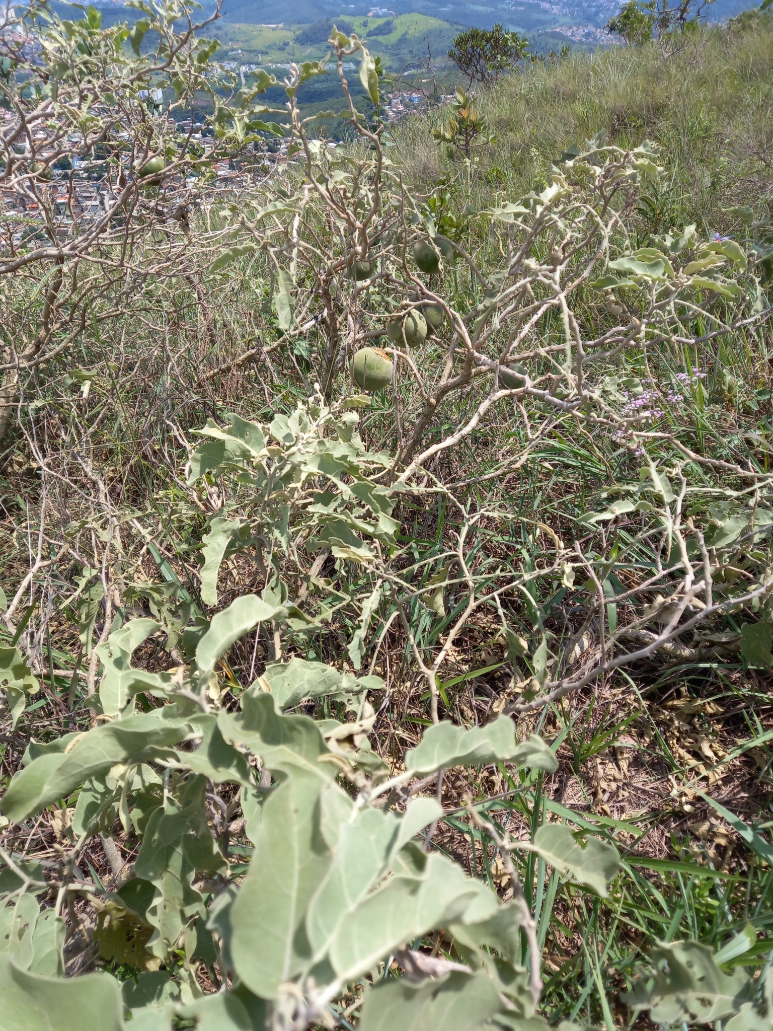 Photo of wolf-apple (2/12)