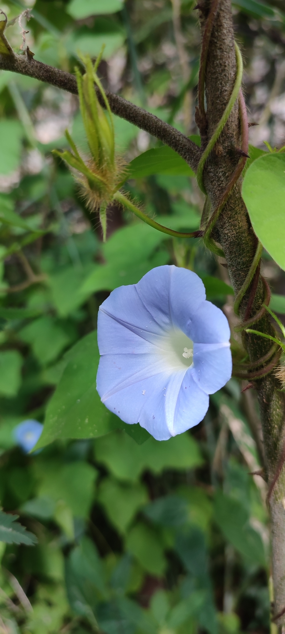 Photo of Japanese morning glory (3/12)