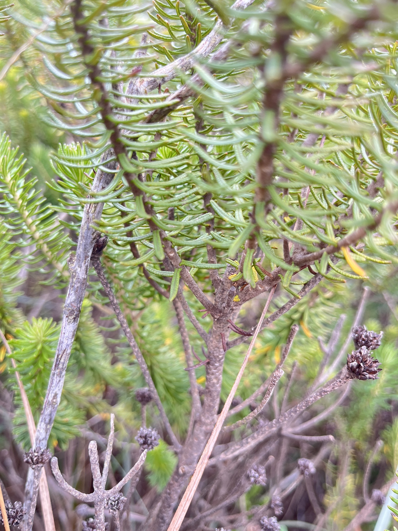 Photo of Lychnophora pinaster (6/12)