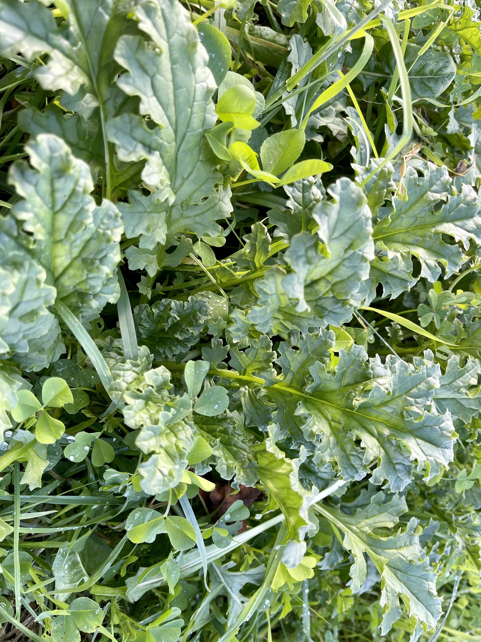 Photo of ragwort (8/9)