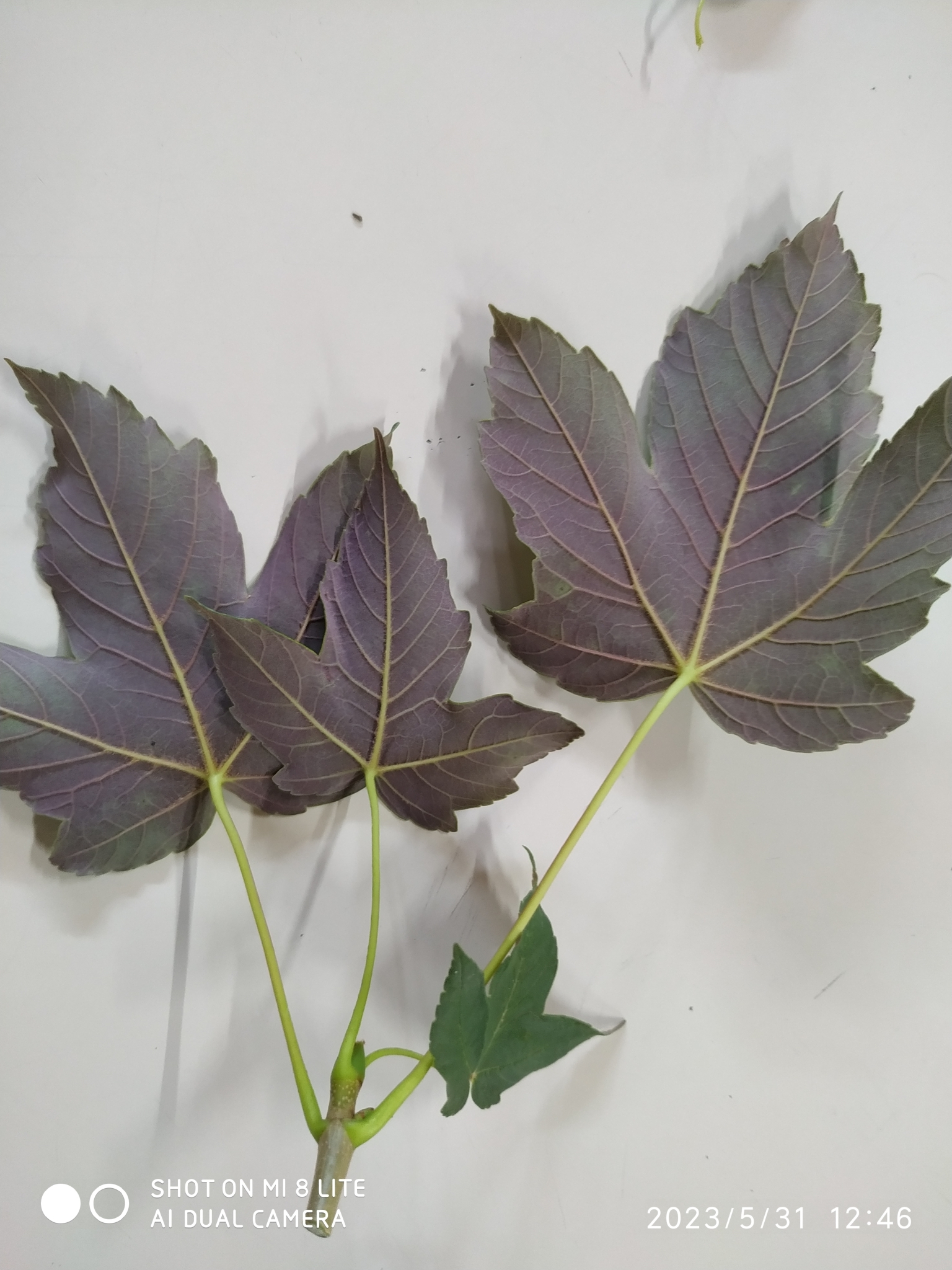 Photo of sycamore maple (12/12)