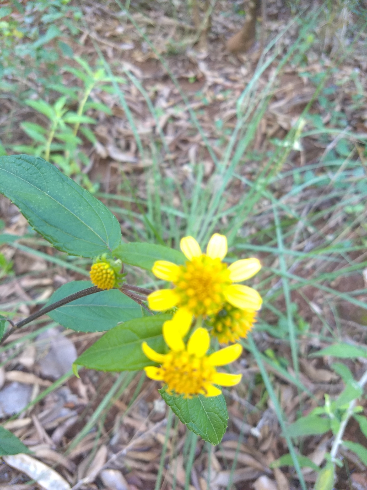 Photo of Tilesia baccata (2/12)