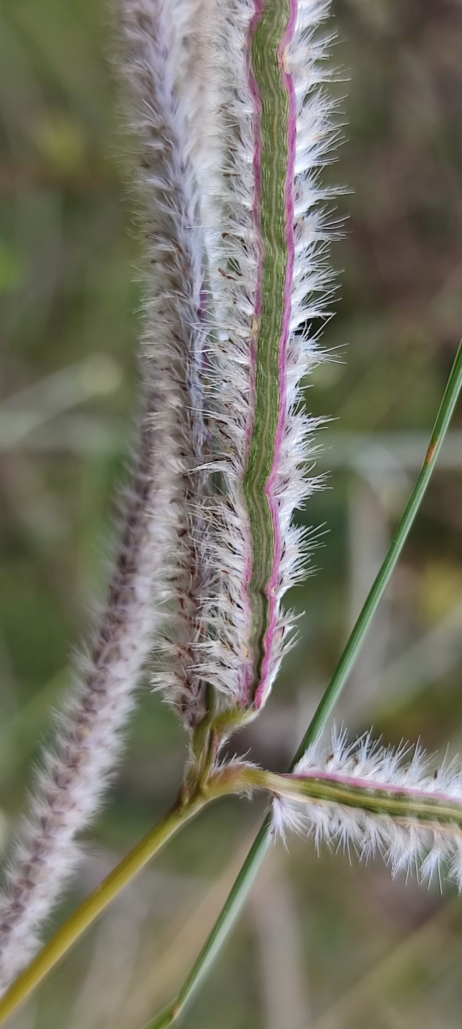 Photo of Paspalum eucomum (4/12)