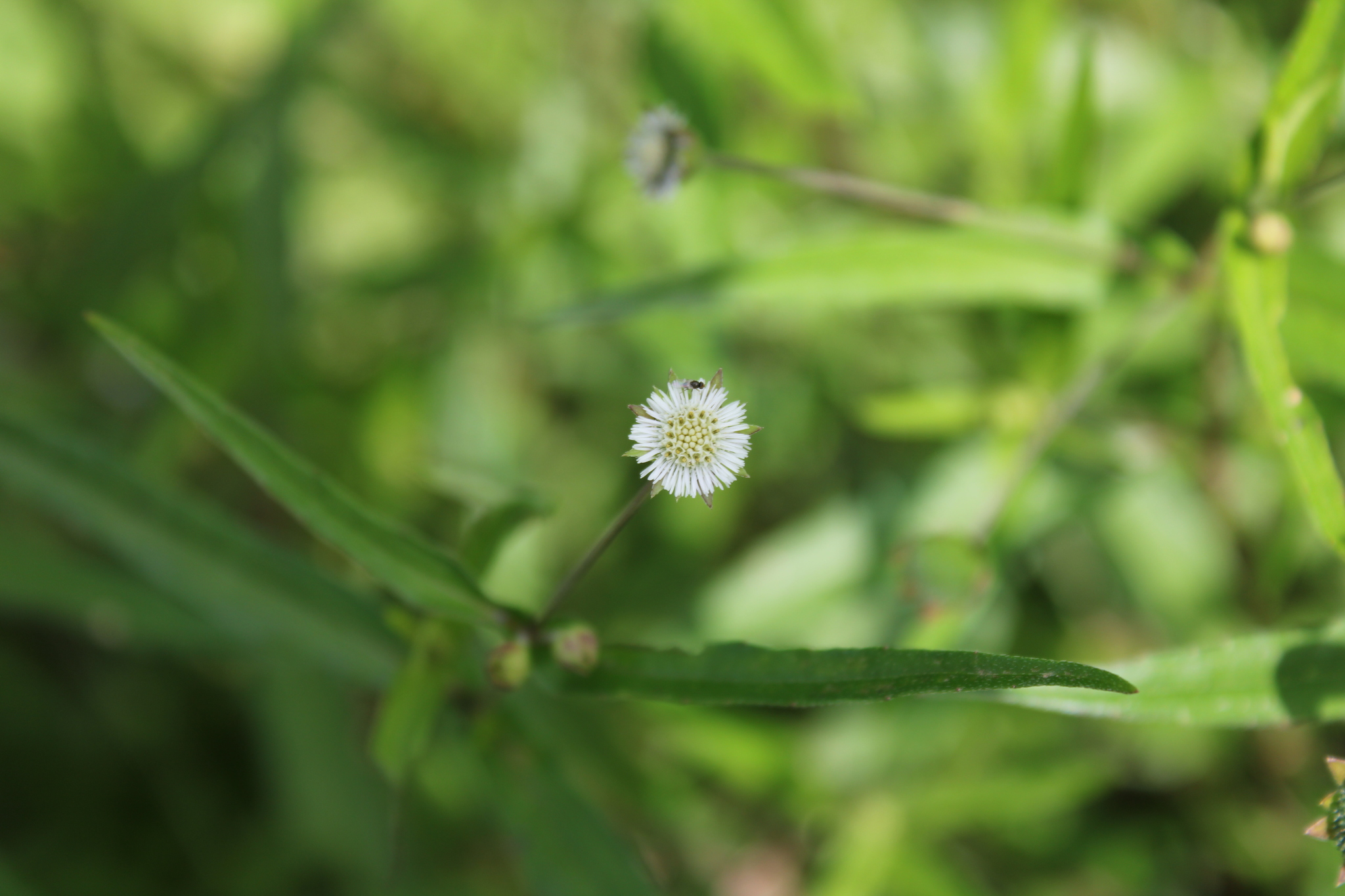 Photo of False Daisy (2/8)