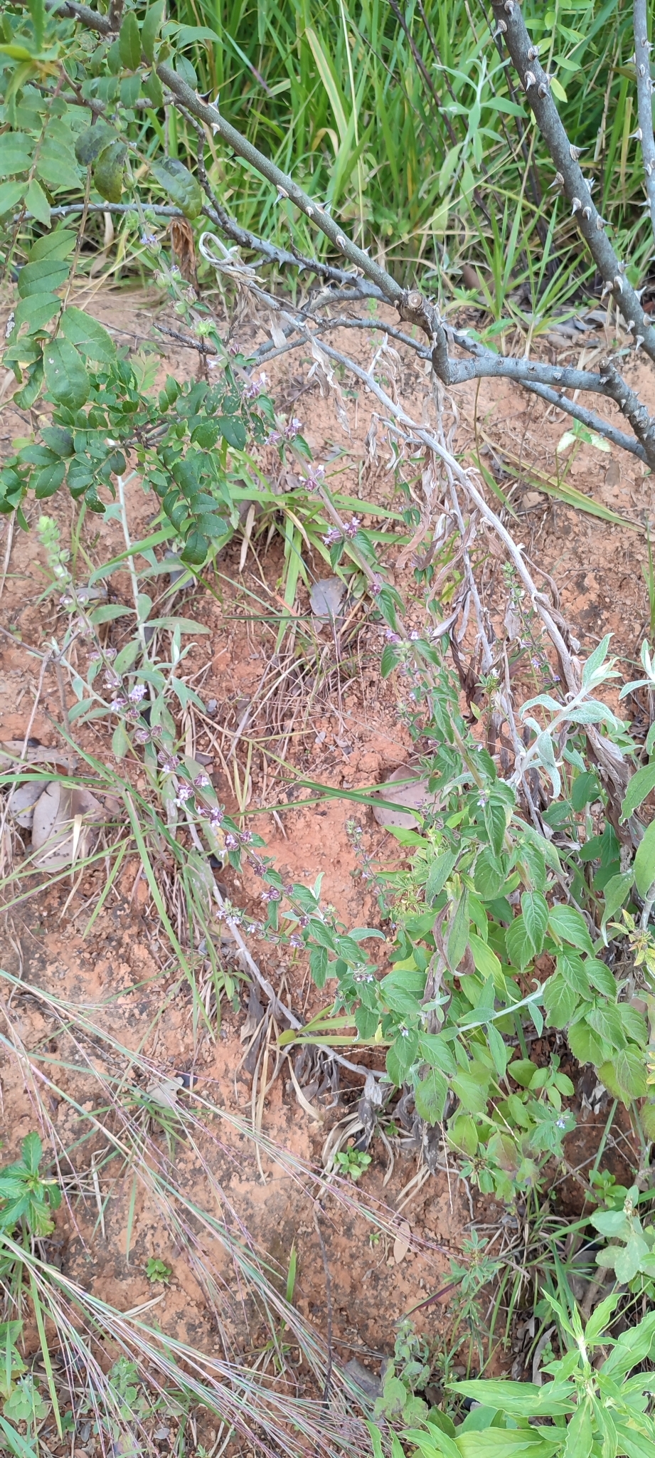 Photo of Oocephalus oppositiflorus (6/12)