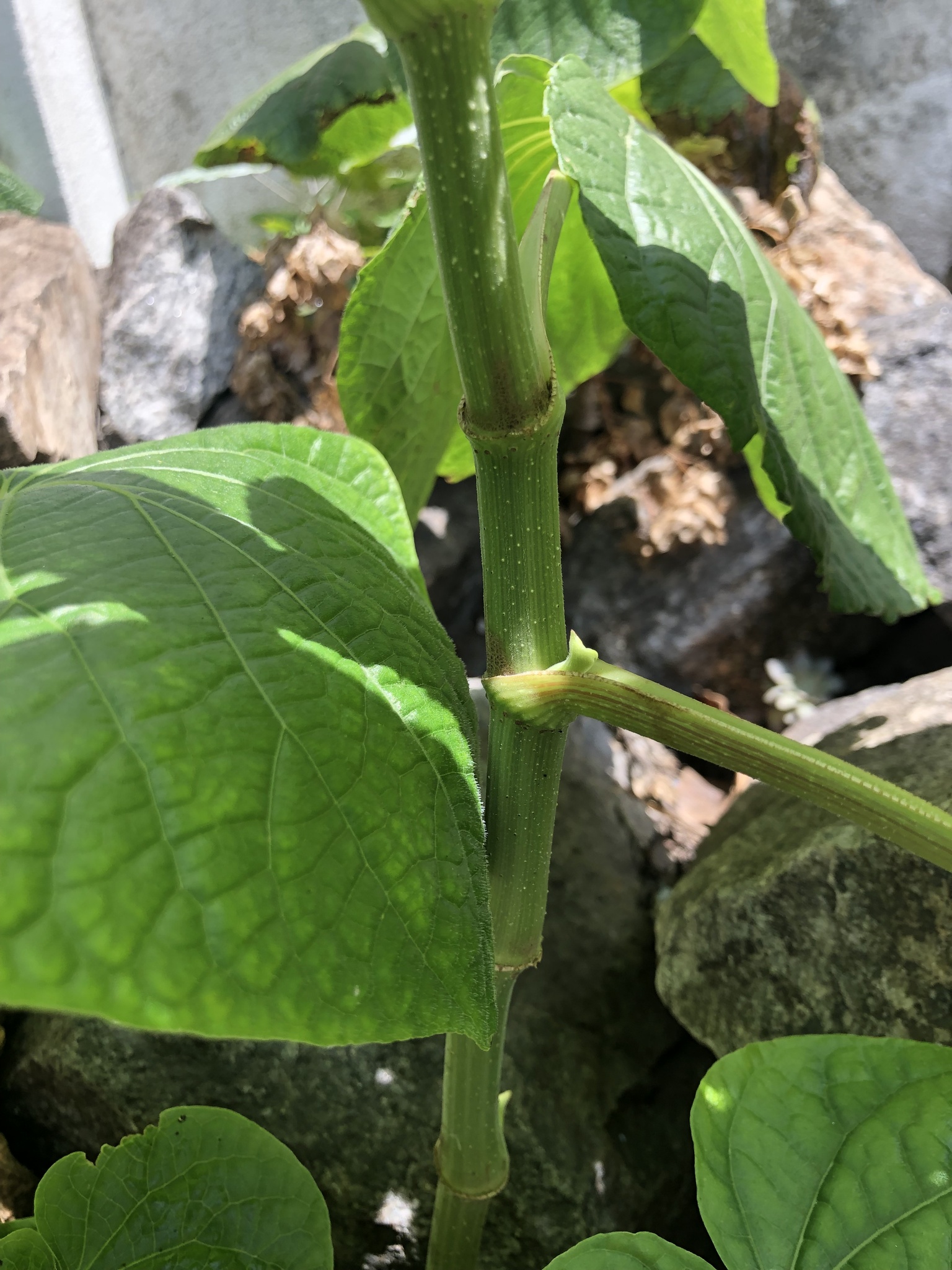 Photo of pariparoba (8/12)