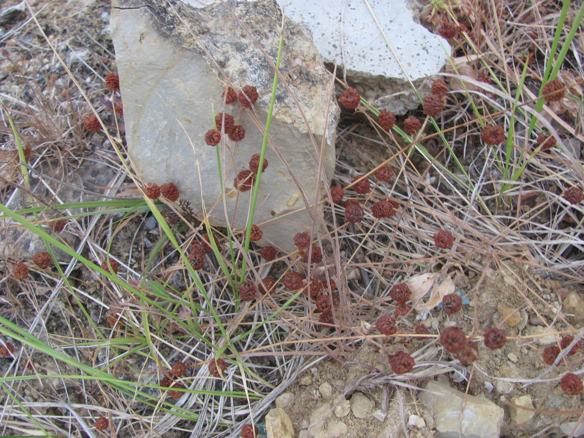 Photo of hop trefoil (2/12)