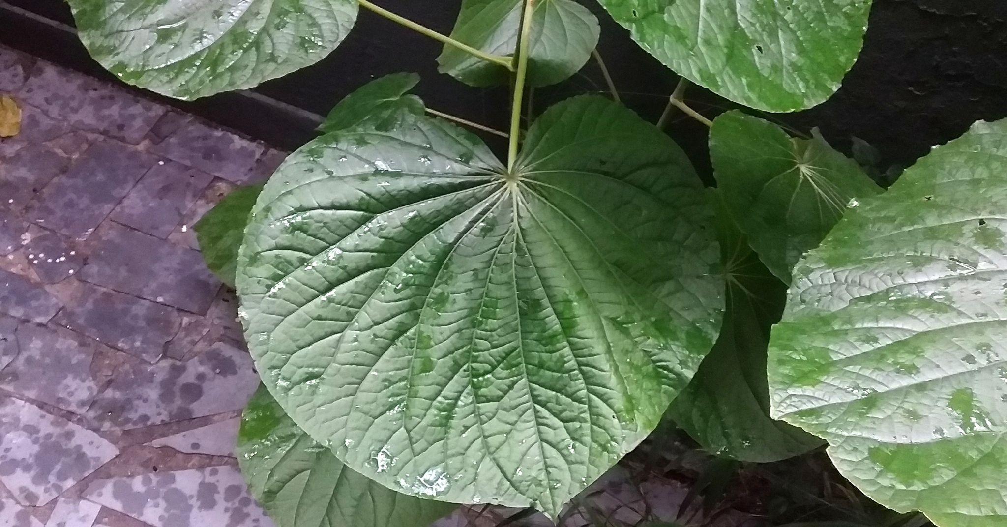 Photo of pariparoba (10/12)