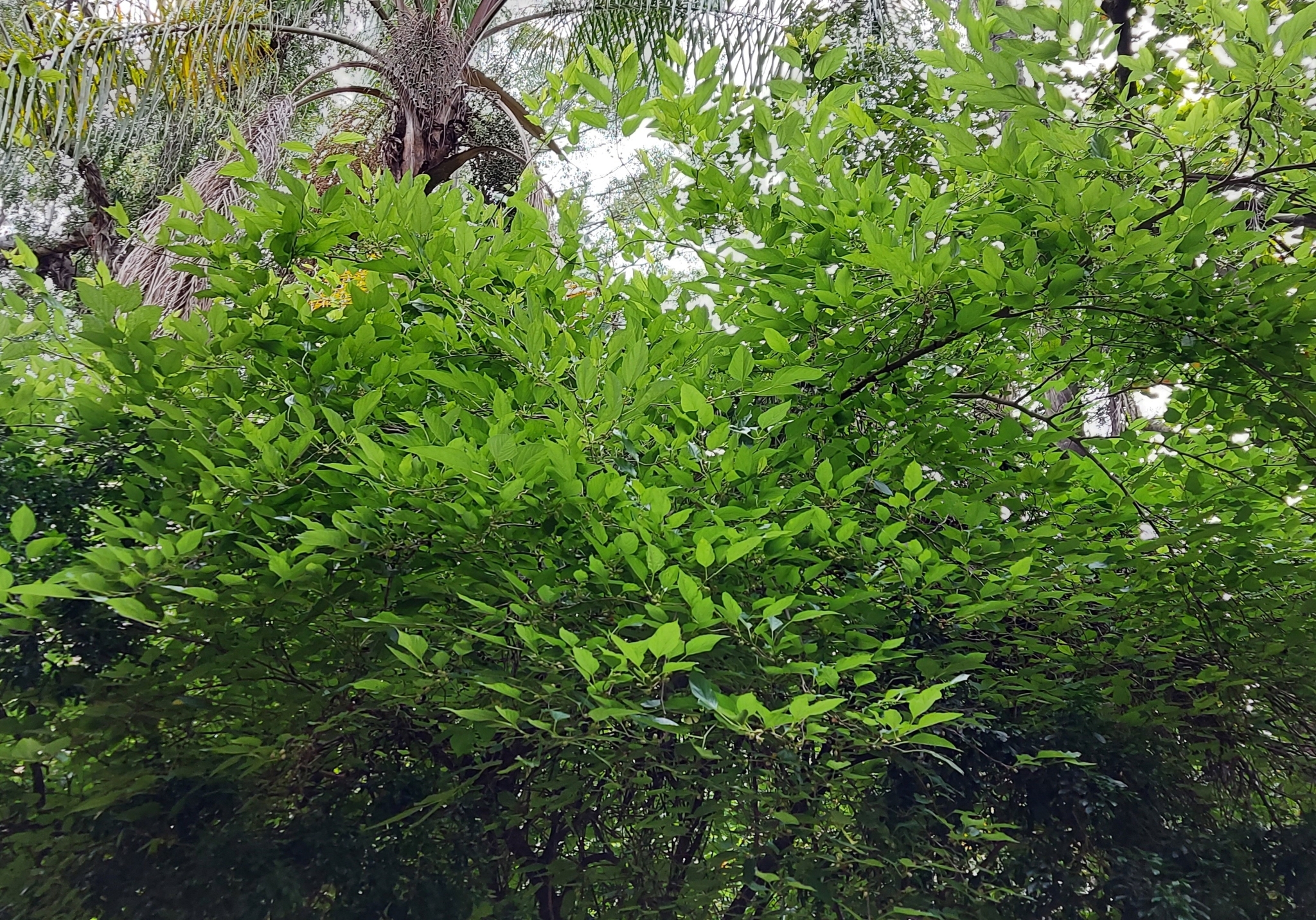 Photo of white mulberry (5/6)