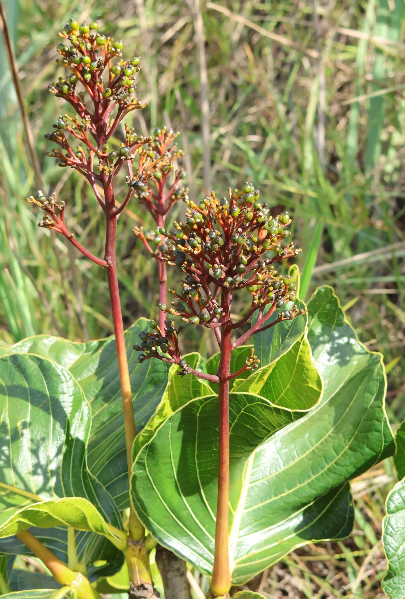 Photo of Palicourea rigida (1/12)