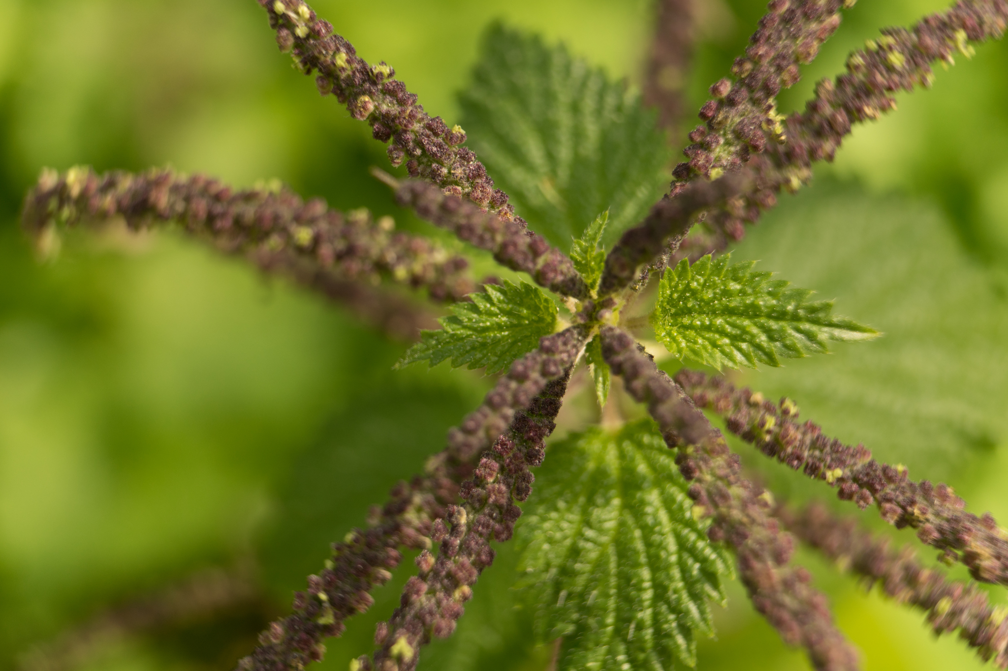 Photo of Mediterranean Nettle (5/8)