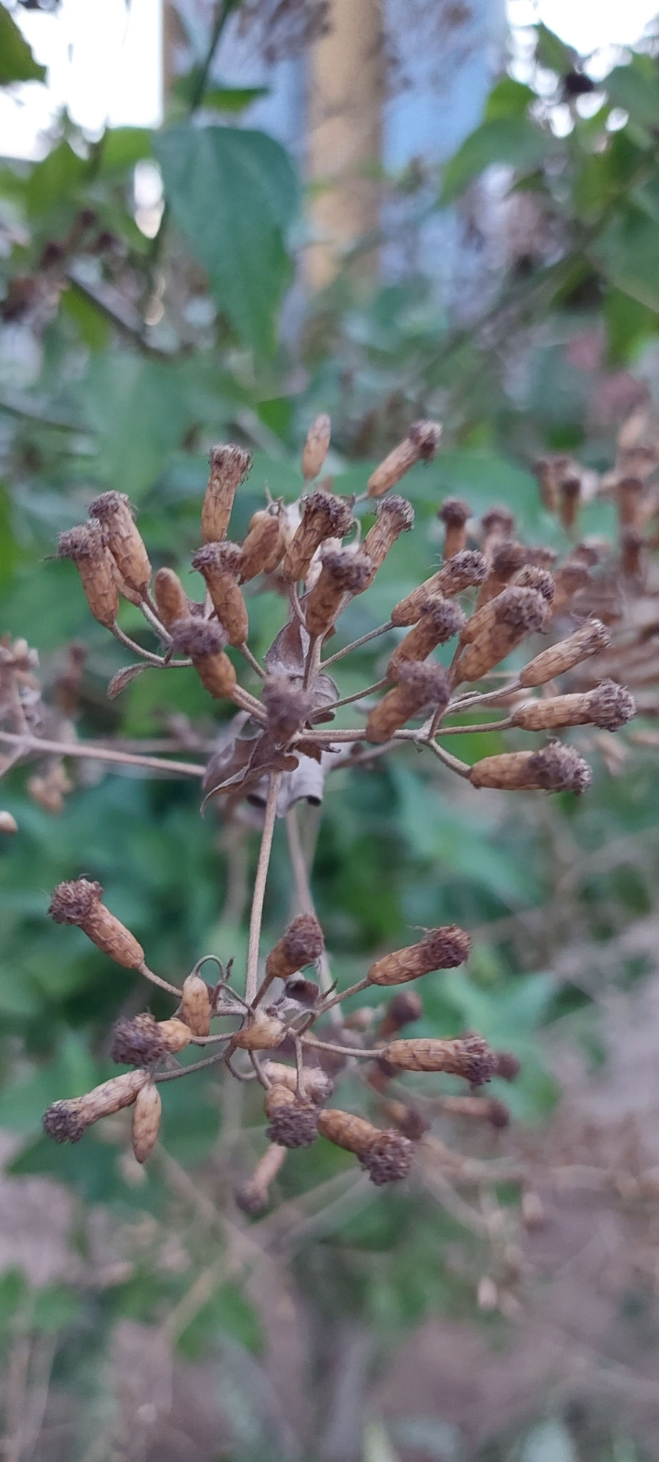 Photo of Siam weed (3/7)